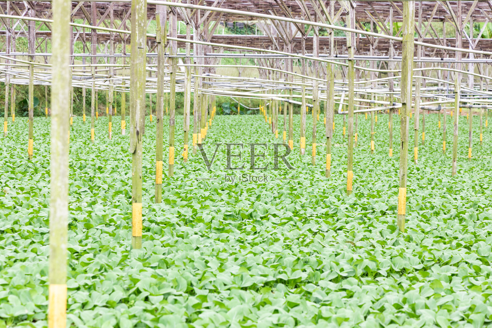 马来西亚卡梅隆高地的有机温室蔬菜种植照片摄影图片