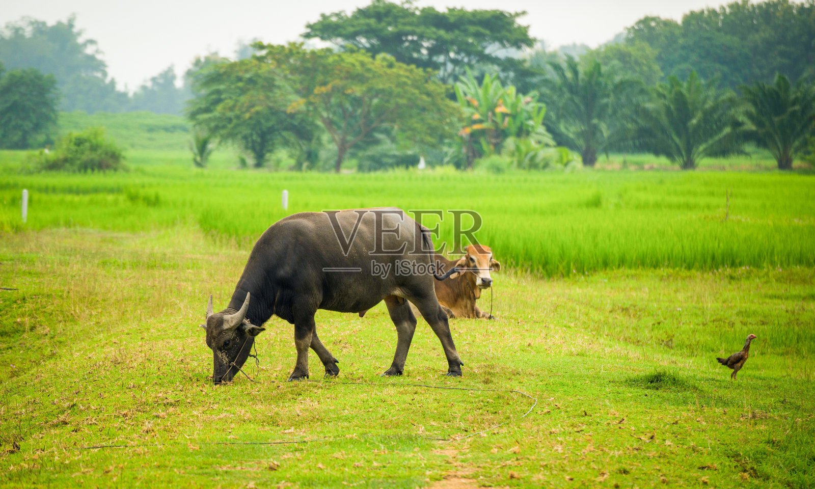亚洲水牛在田野乡村/动物哺乳动物和奶牛在草地上吃草照片摄影图片