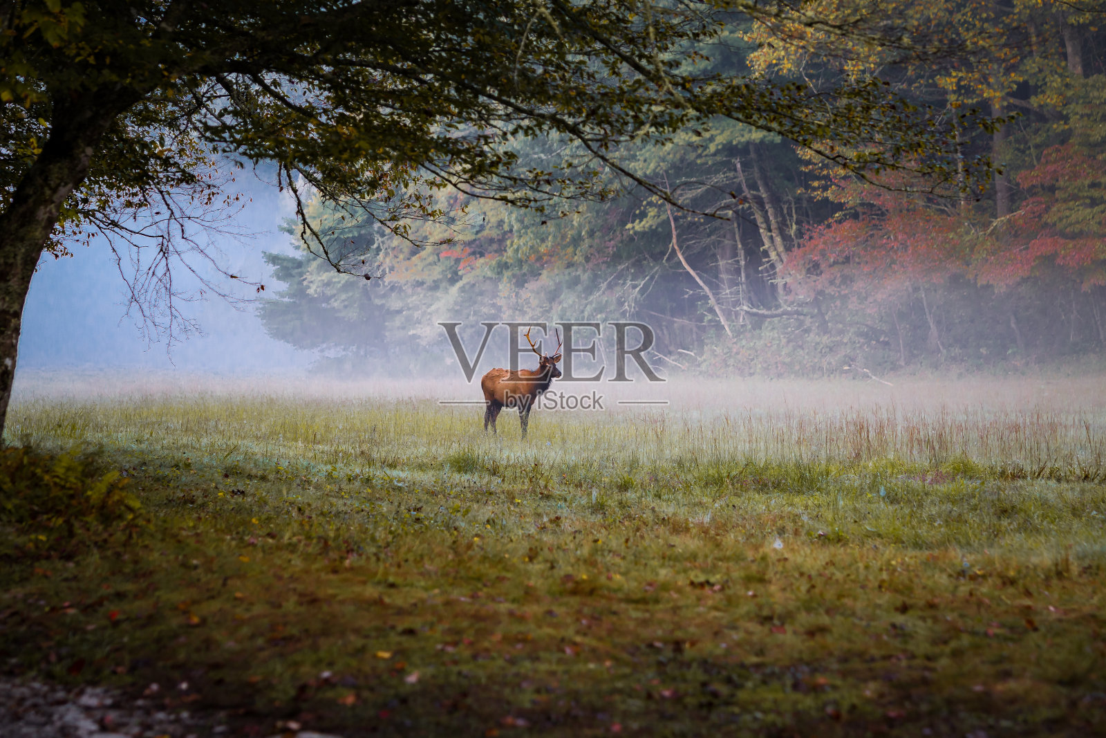 年轻的公麋鹿与雾和秋天的颜色照片摄影图片