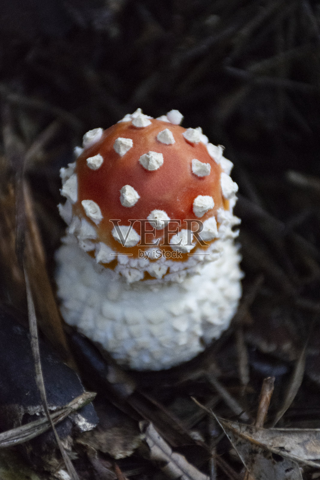 白毒伞蝇木耳红蘑菇，草中有白色斑点照片摄影图片