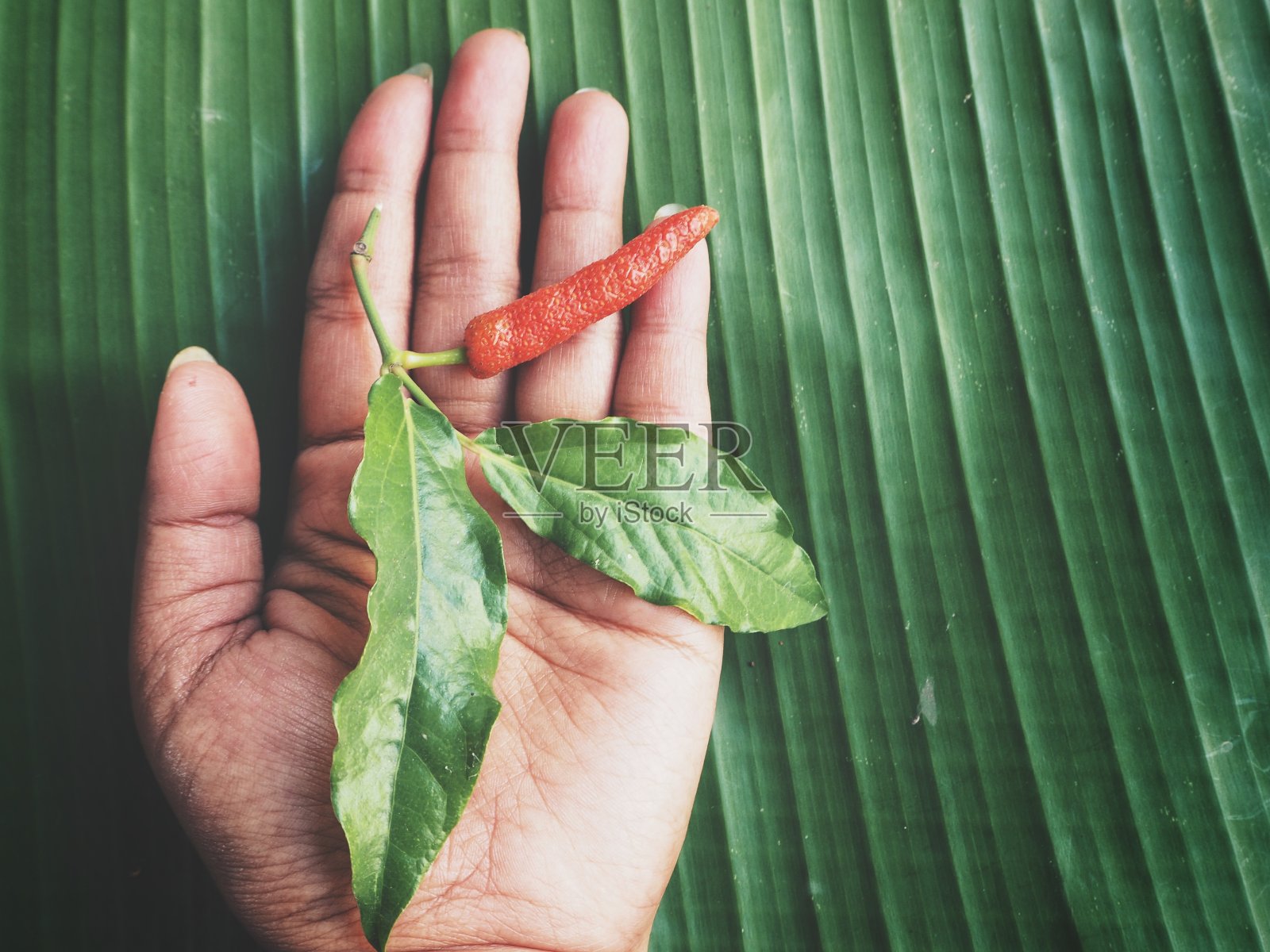 印度长辣椒和手放在香蕉叶上照片摄影图片