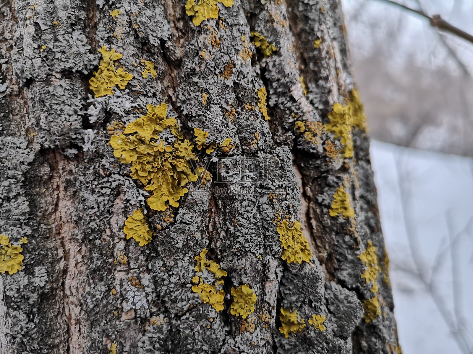 俄罗斯北部早春树上的黄色苔藓特写照片摄影图片