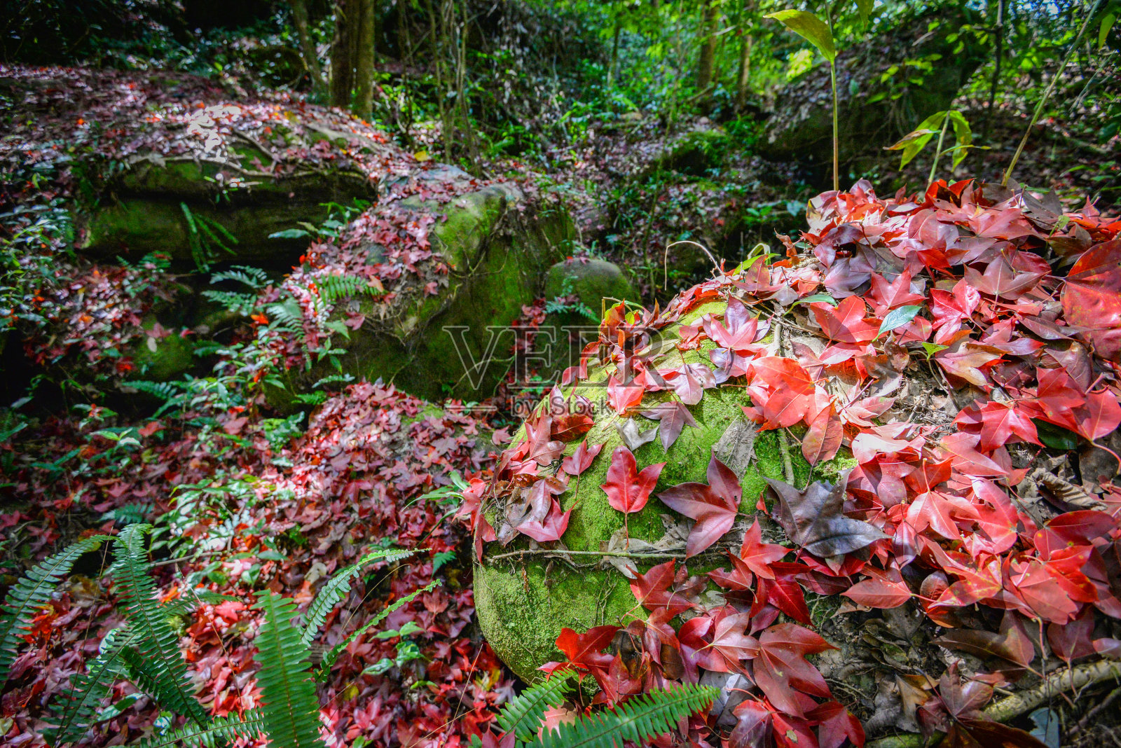 树叶红红的枫树在岩石上长满了绿色的苔藓在森林里照片摄影图片