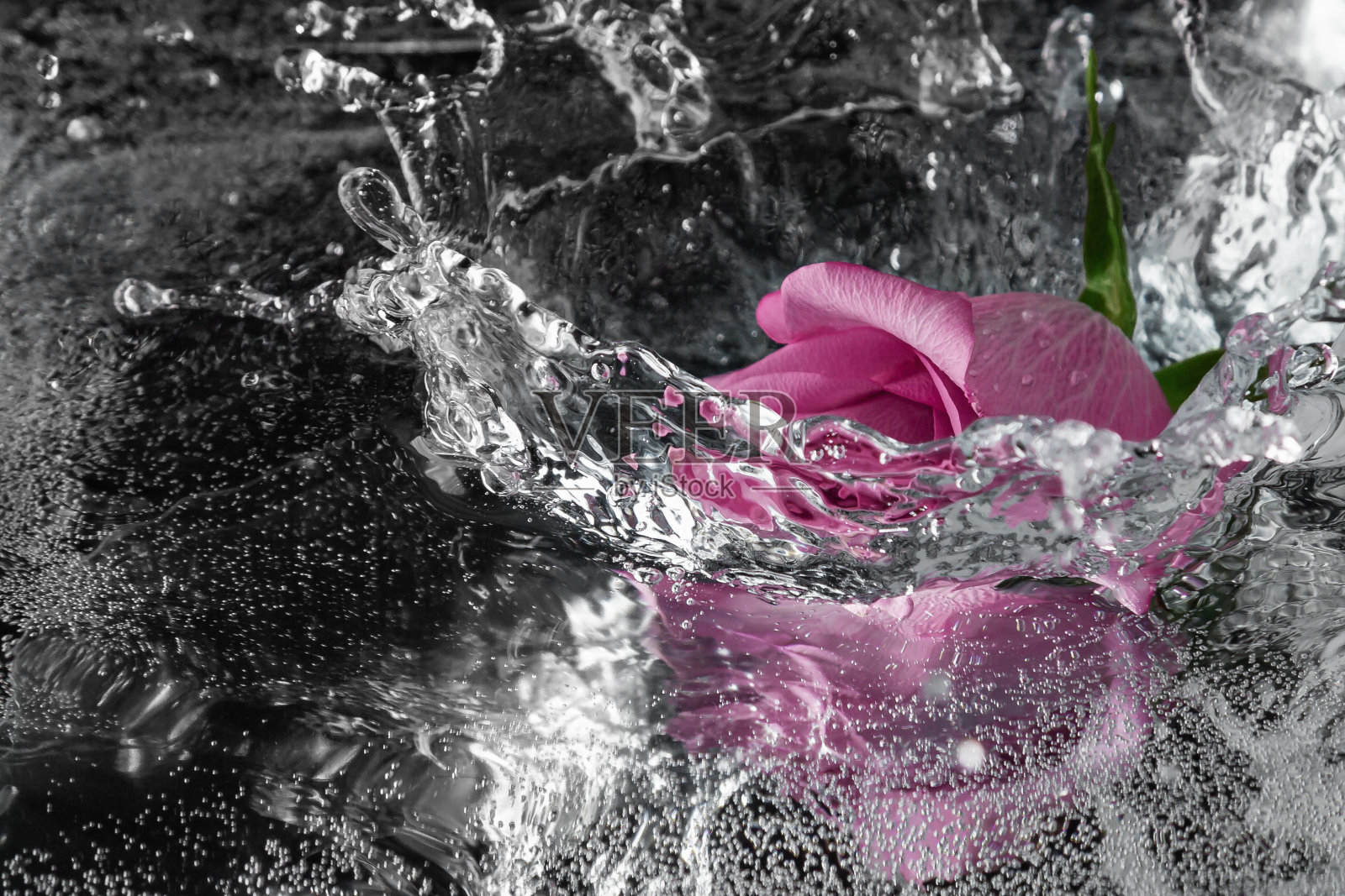 玫瑰扑通一声掉进了水里照片摄影图片