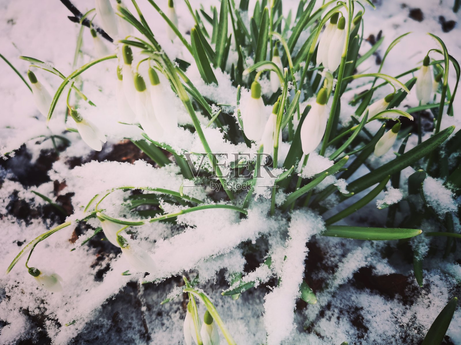 春天的雪照片摄影图片