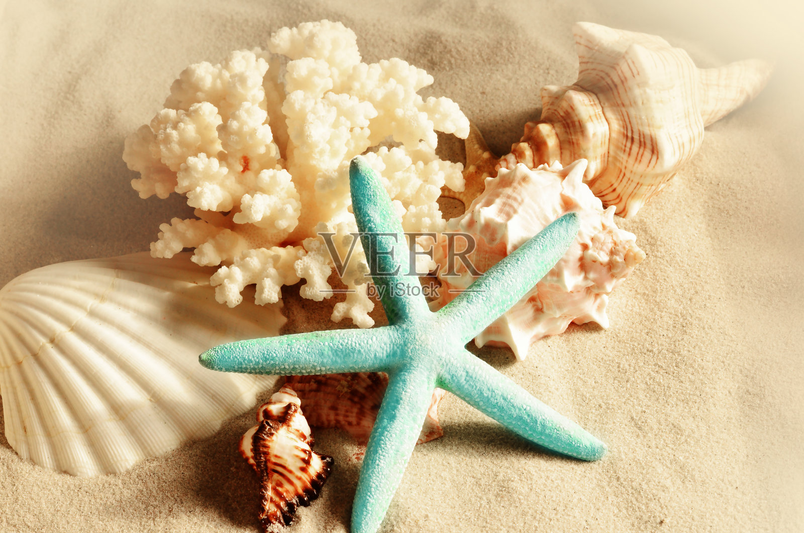 以沙子为背景的海贝壳。贝壳。照片摄影图片