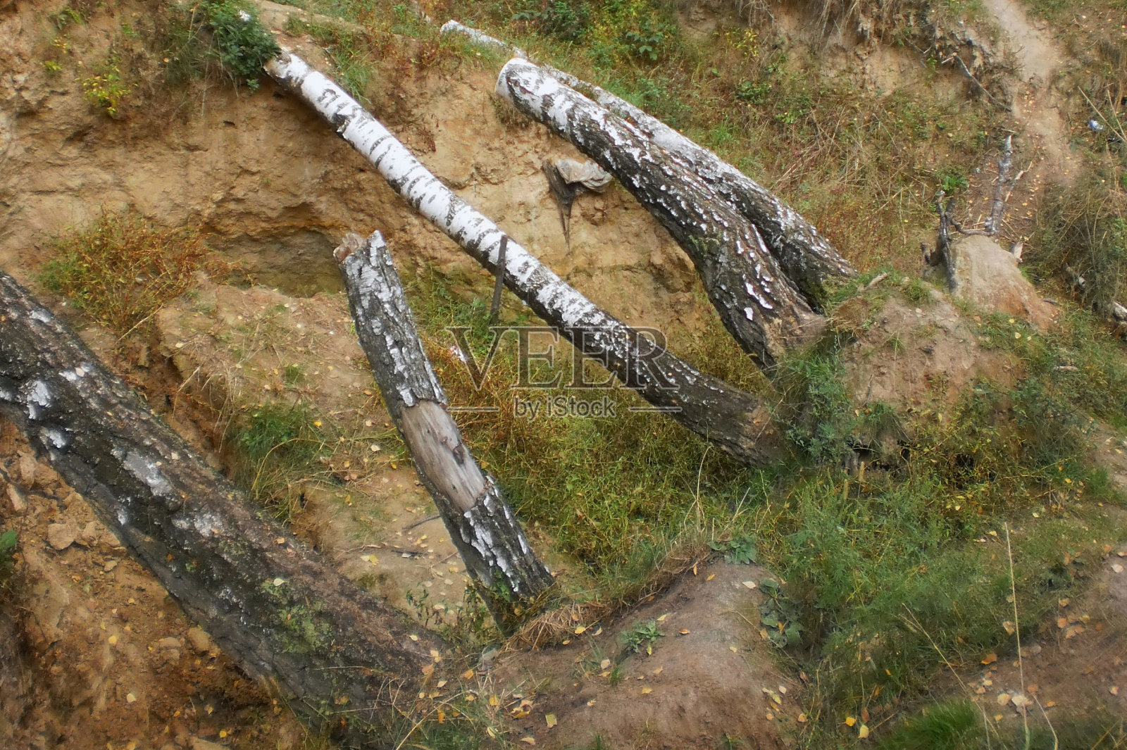 白桦林，被暴风雨吹倒的树木，森林中的峡谷照片摄影图片