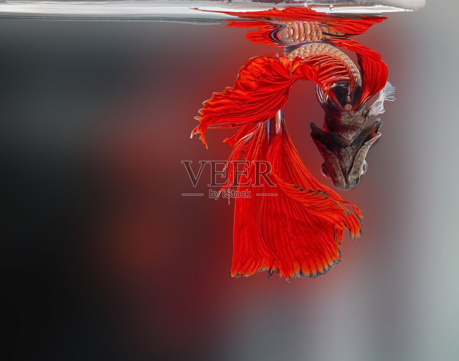暹罗斗鱼，一串红，模糊背景上的红色鱼，半月斗鱼，照片摄影图片