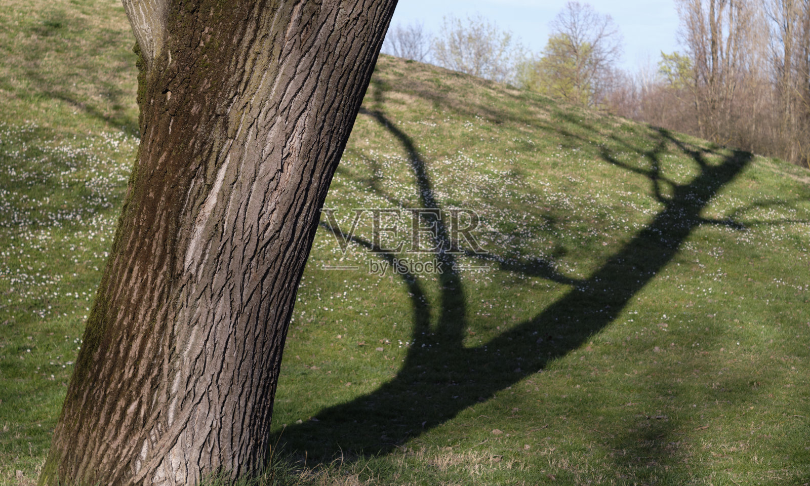 在阳光明媚的日子里，公园里带有阴影和绿草的树木特写——概念和隐喻的心理本质。照片摄影图片