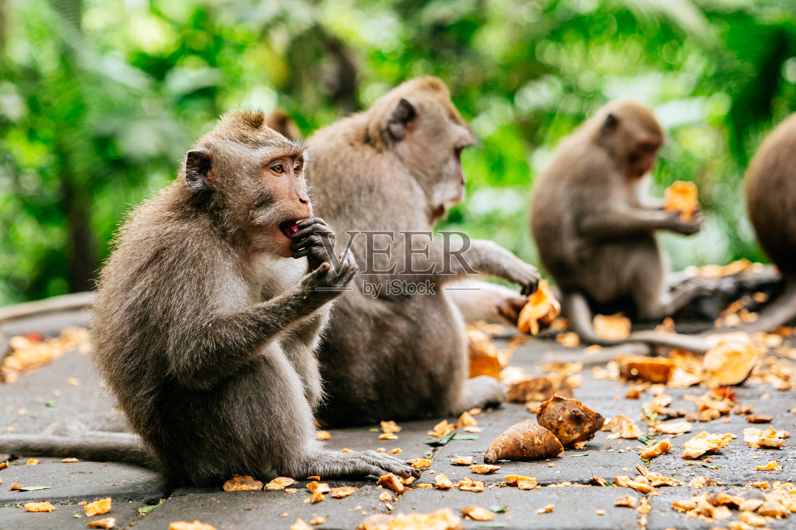 乌布圣猴森林里的猕猴照片摄影图片