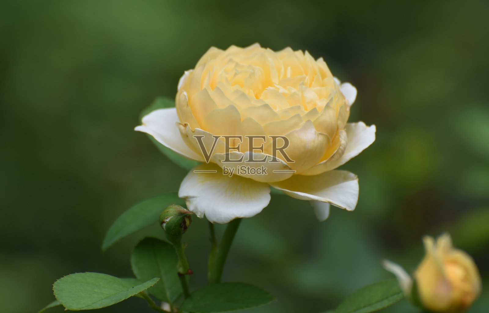 美丽盛开的黄玫瑰盛开在花园里照片摄影图片