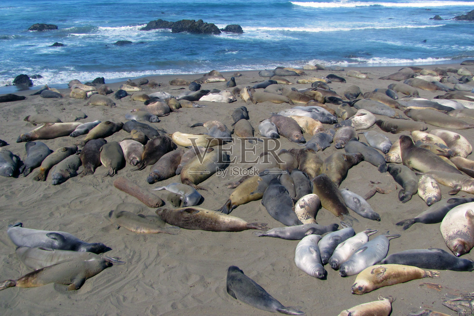 加利福尼亚州圣西蒙，海象在海滩上睡觉照片摄影图片