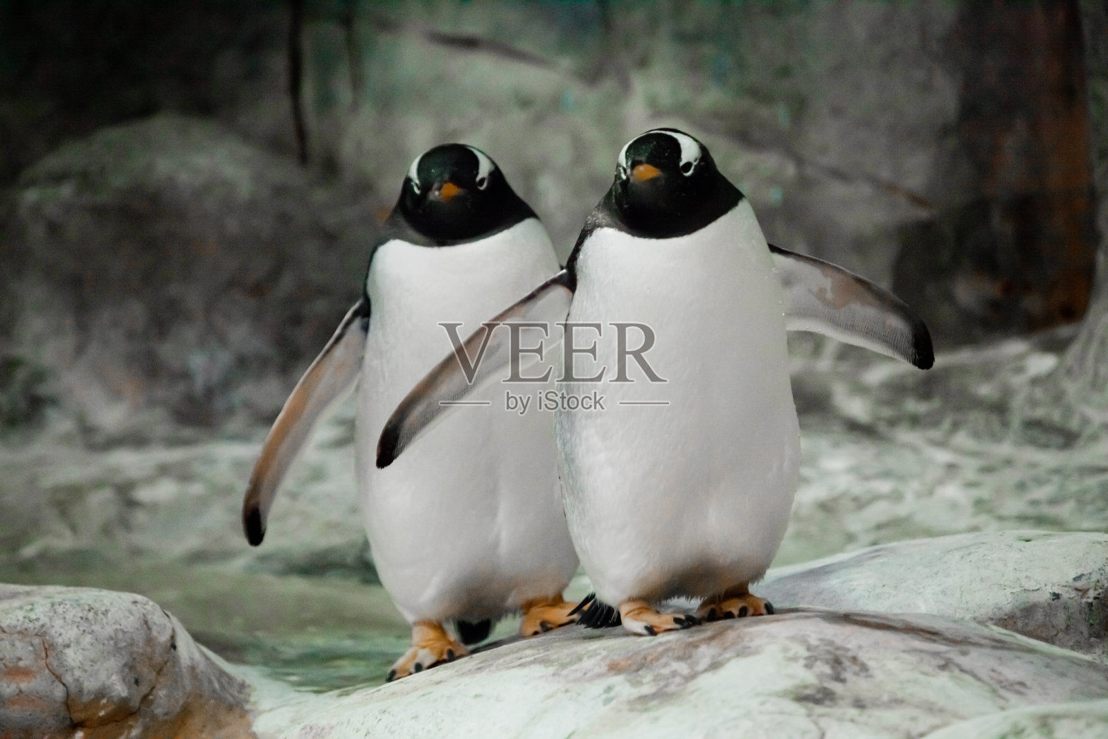两只企鹅肩并肩站着照片摄影图片