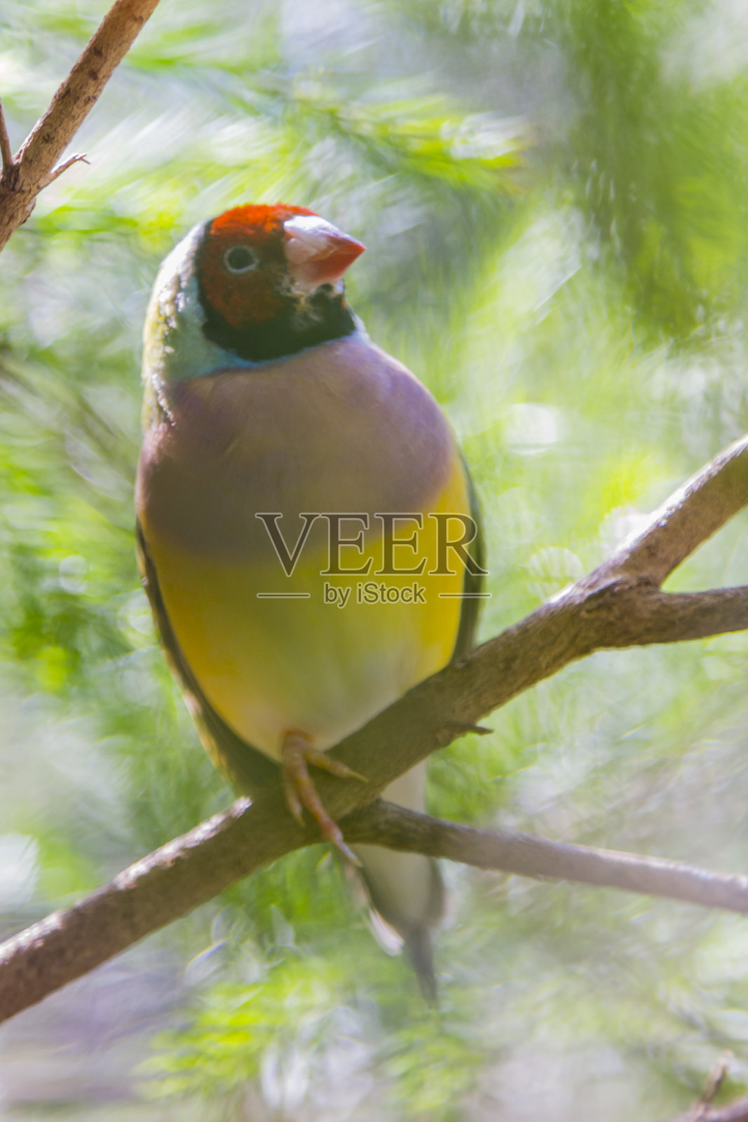 澳大利亚的彩虹鸟照片摄影图片