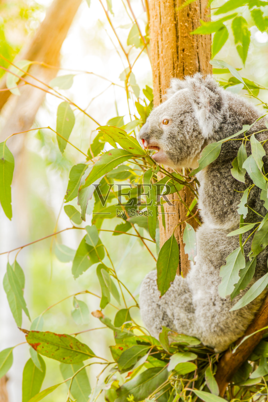 澳大利亚野生考拉在吃桉树照片摄影图片
