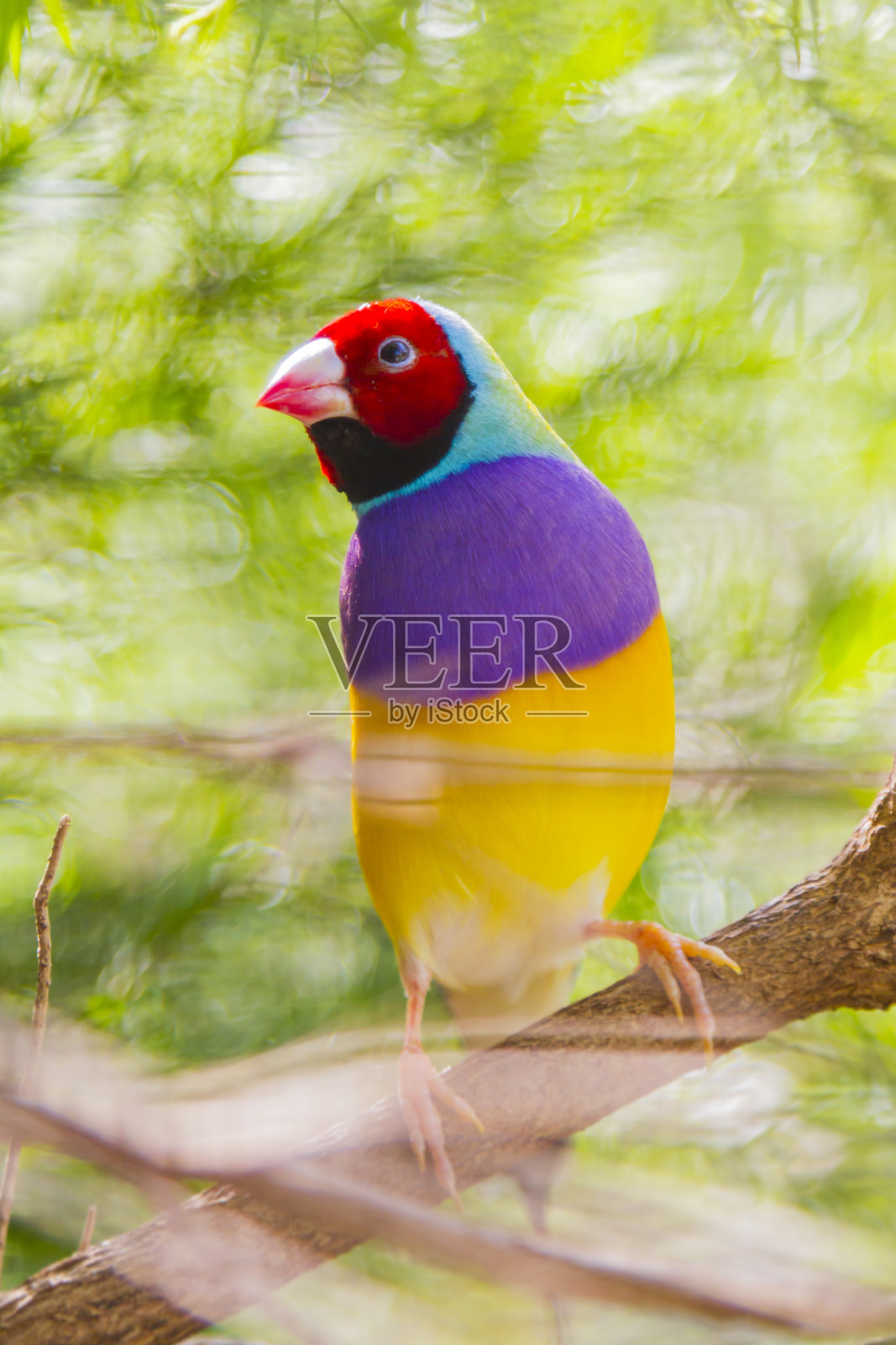 澳大利亚的彩虹鸟照片摄影图片