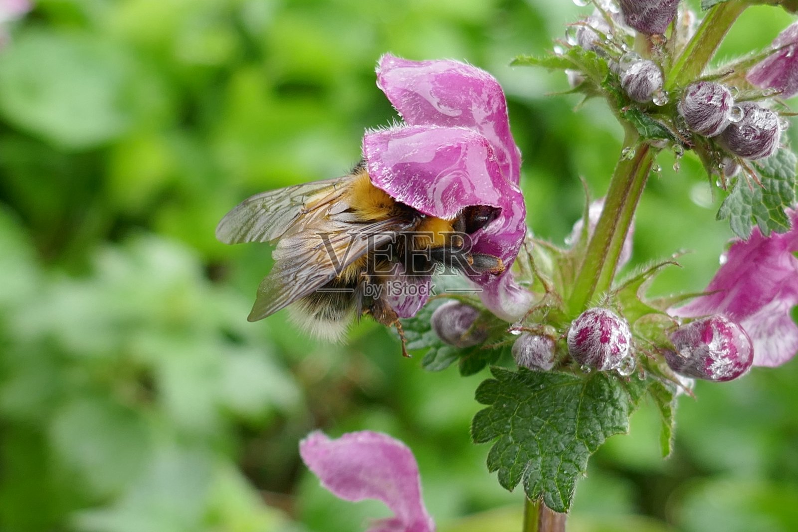 寻找花蜜的蜜蜂照片摄影图片