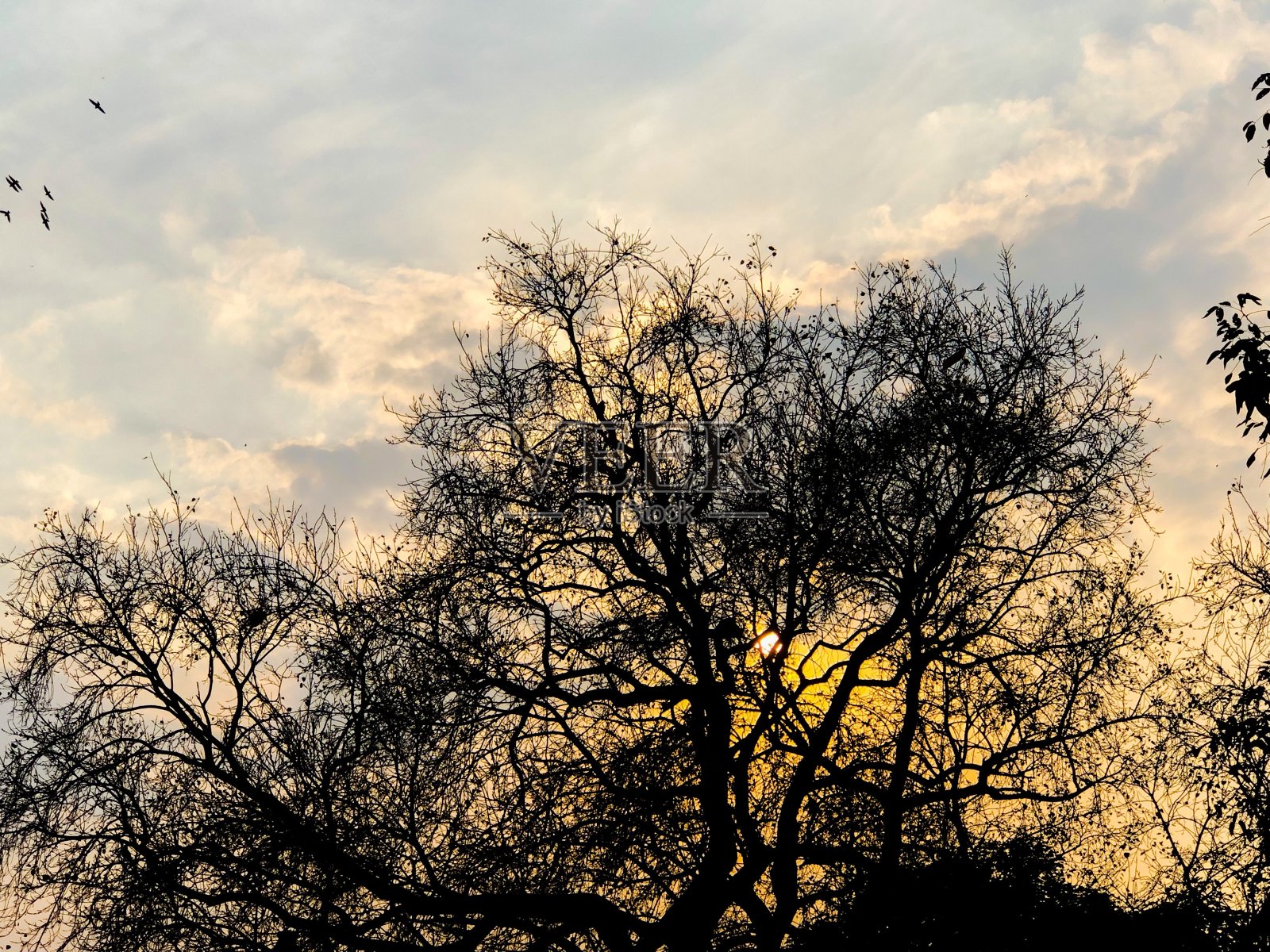 夕阳天际，阳光树后照片摄影图片