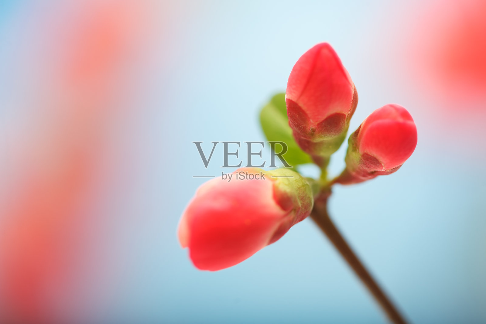 红色的春天，红色的花蕾和盛开的花朵在蓝天的背景照片摄影图片