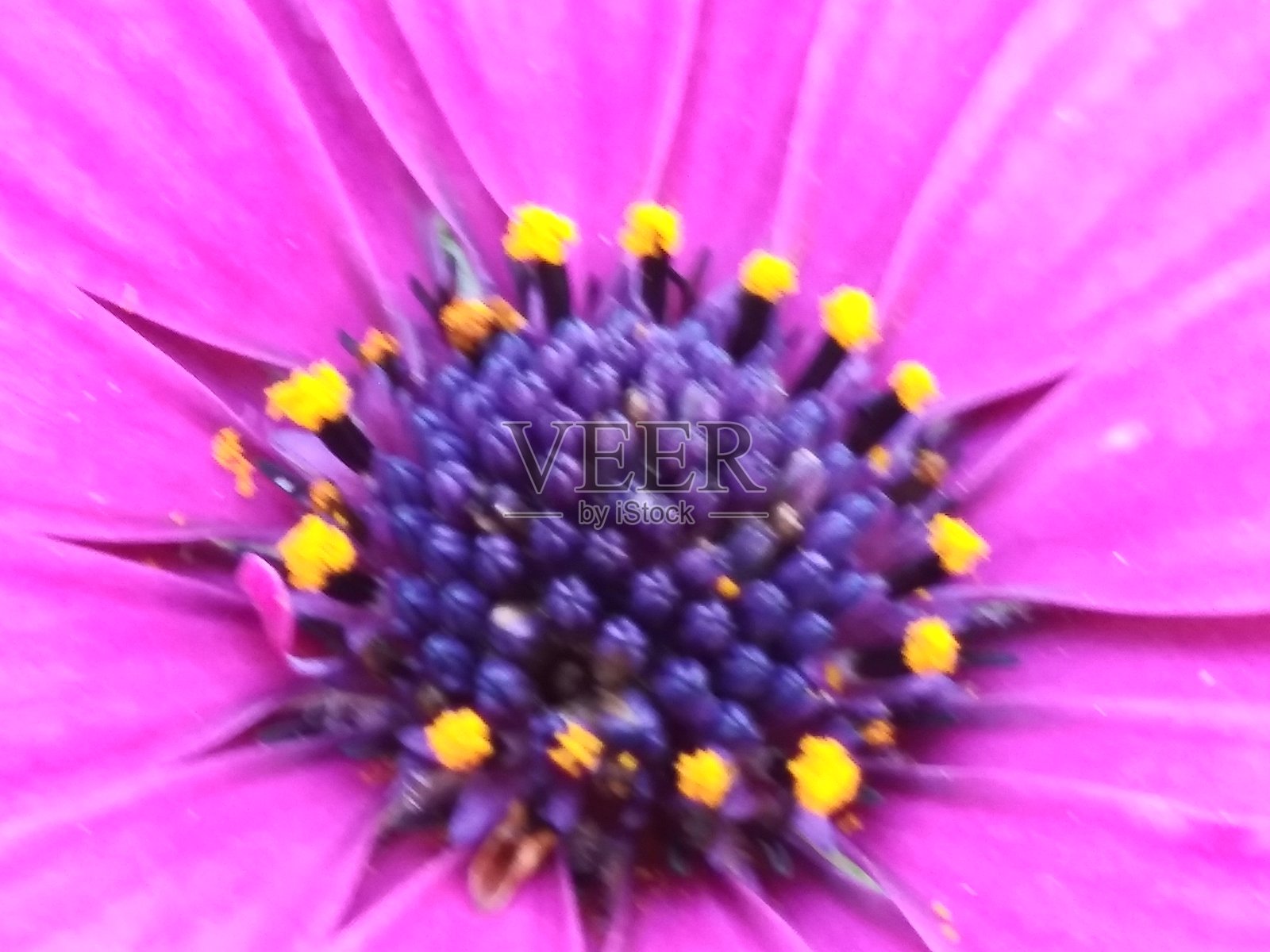 非洲雏菊-鲜艳的紫粉色闭锁-美丽的花朵在春天照片摄影图片
