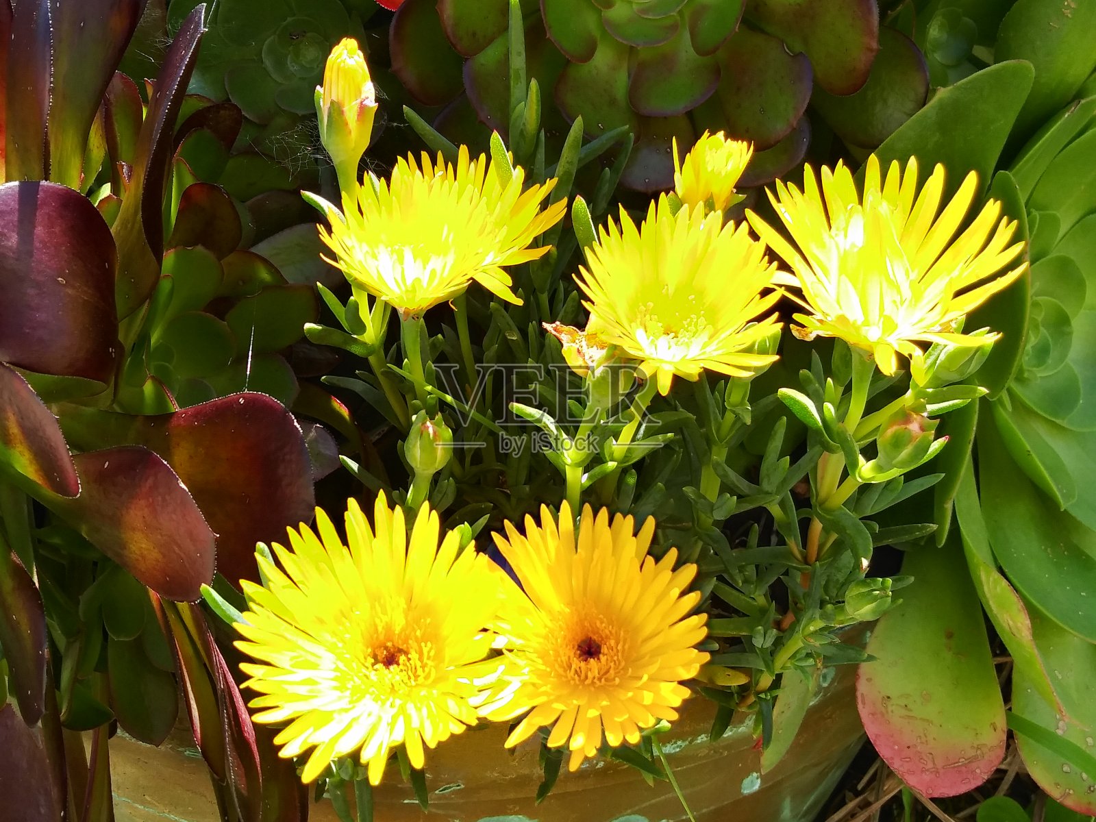 冰植物-明亮充满活力的黄色颜色-美丽的春天照片摄影图片