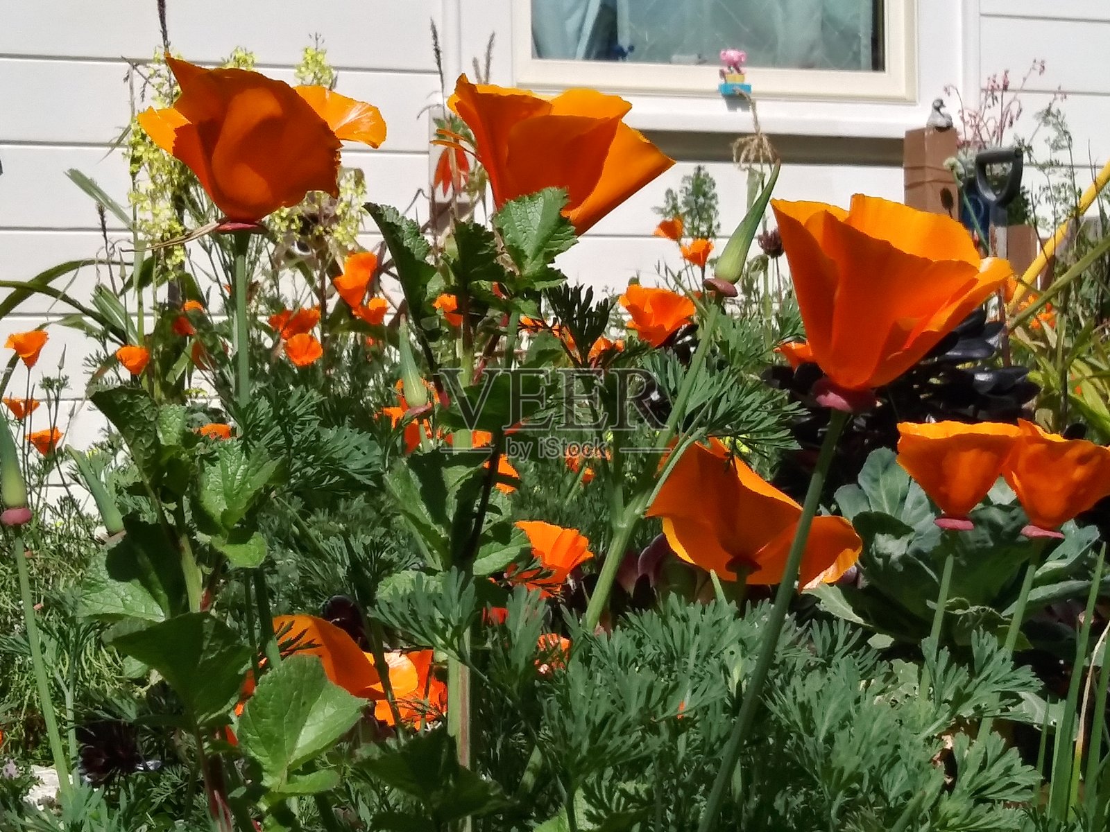 美丽的春天花园与加利福尼亚橙金色的罂粟草地照片摄影图片