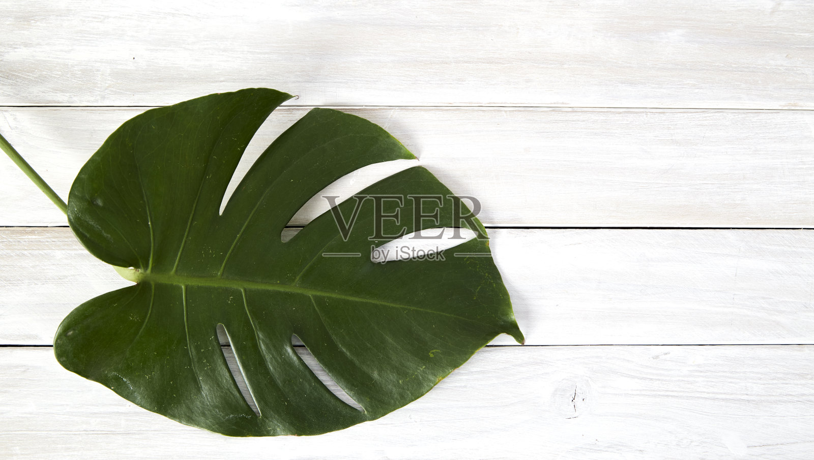 Monstera叶子平躺着。时髦的绿色怪物叶子上的白色木制照片摄影图片