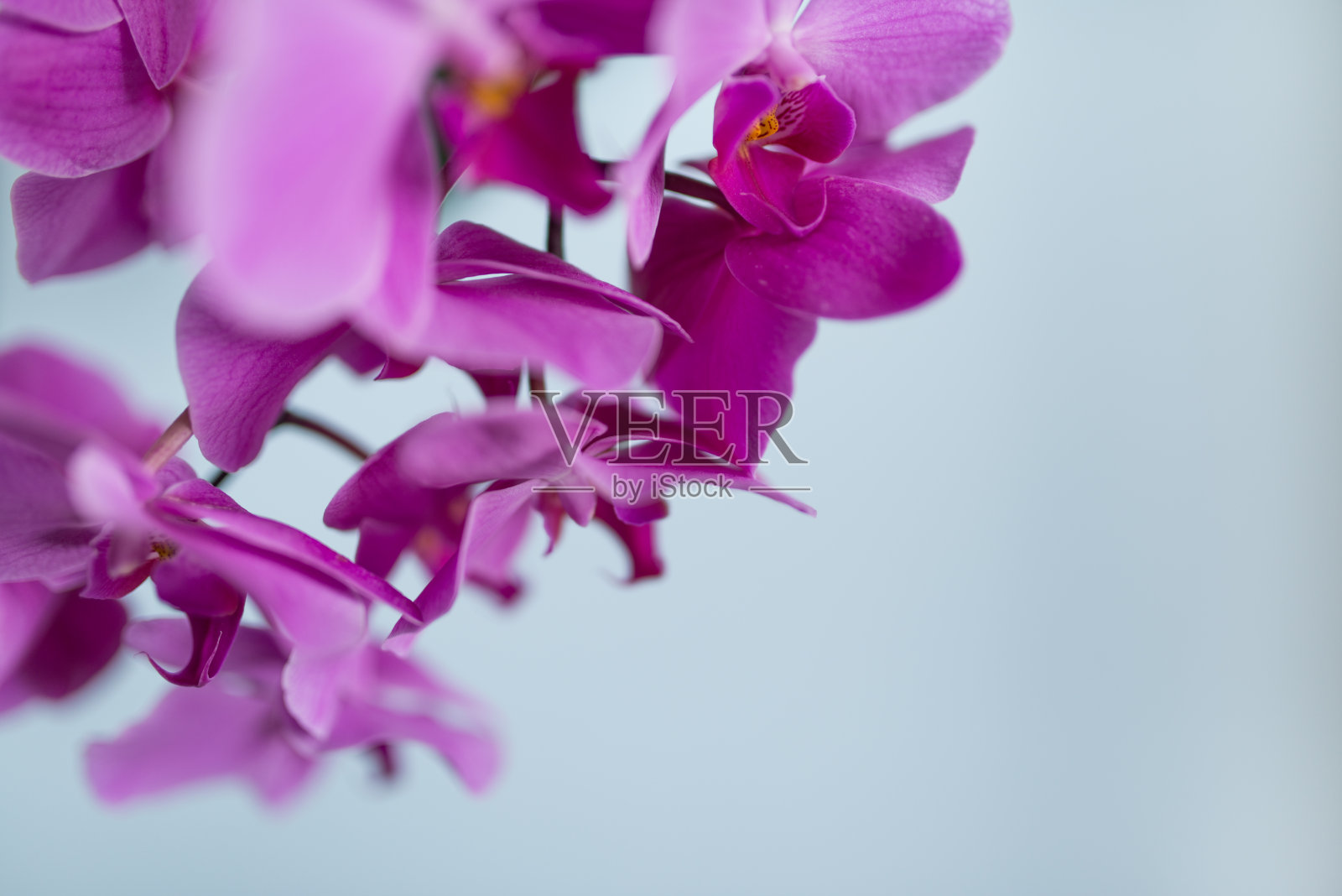 粉色兰花盛开的照片摄影图片