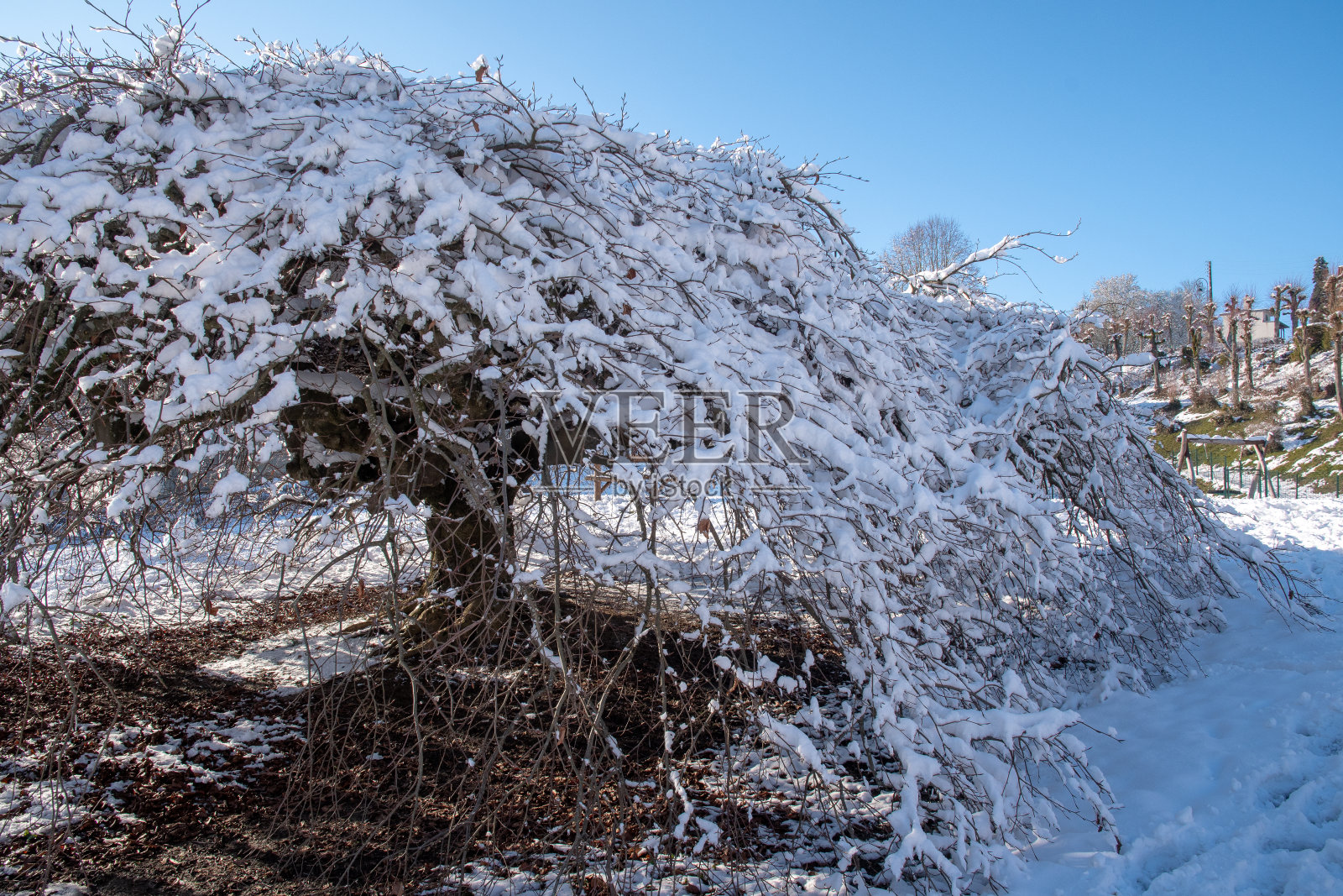 树在雪下扭曲照片摄影图片