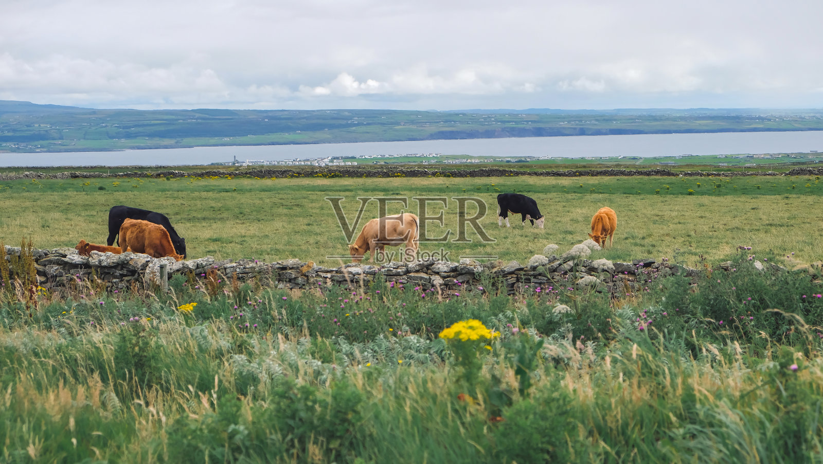 用草喂爱尔兰牛照片摄影图片