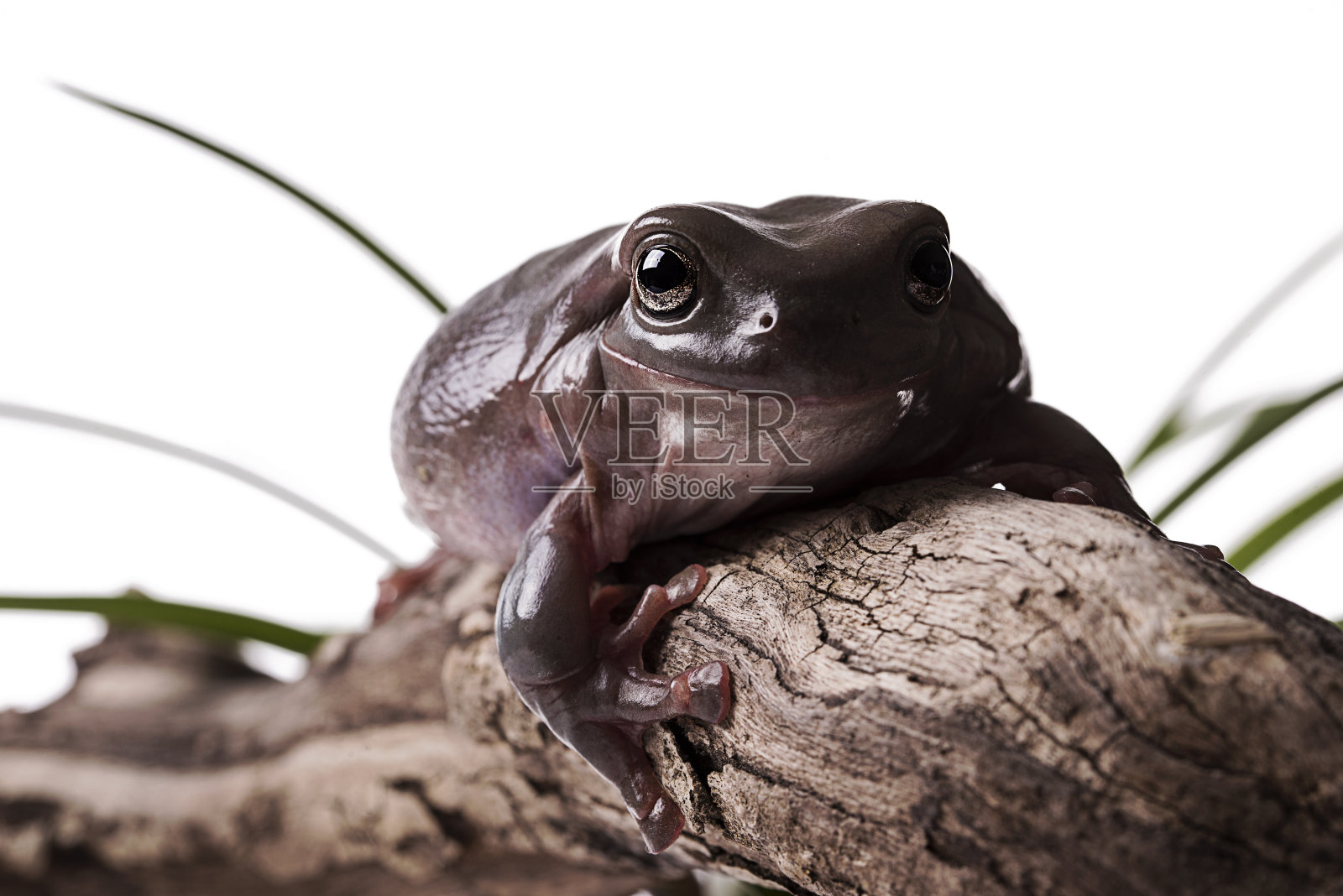 澳大利亚绿色树蛙或矮胖树蛙照片摄影图片