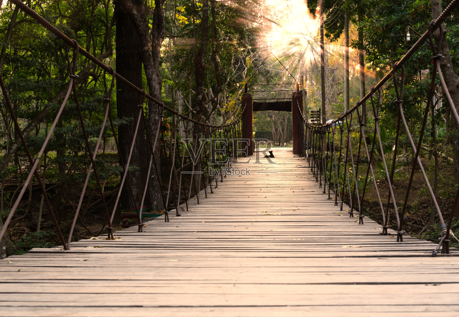 冒险步道桥周围的热带森林郁郁葱葱的树木和阳光明媚的黄金时间照片摄影图片