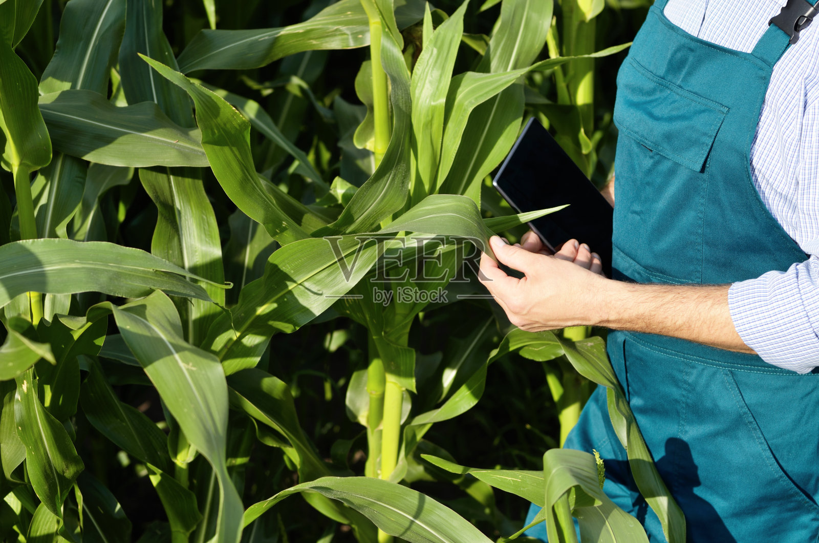 农民用平板电脑在田间检查玉米照片摄影图片