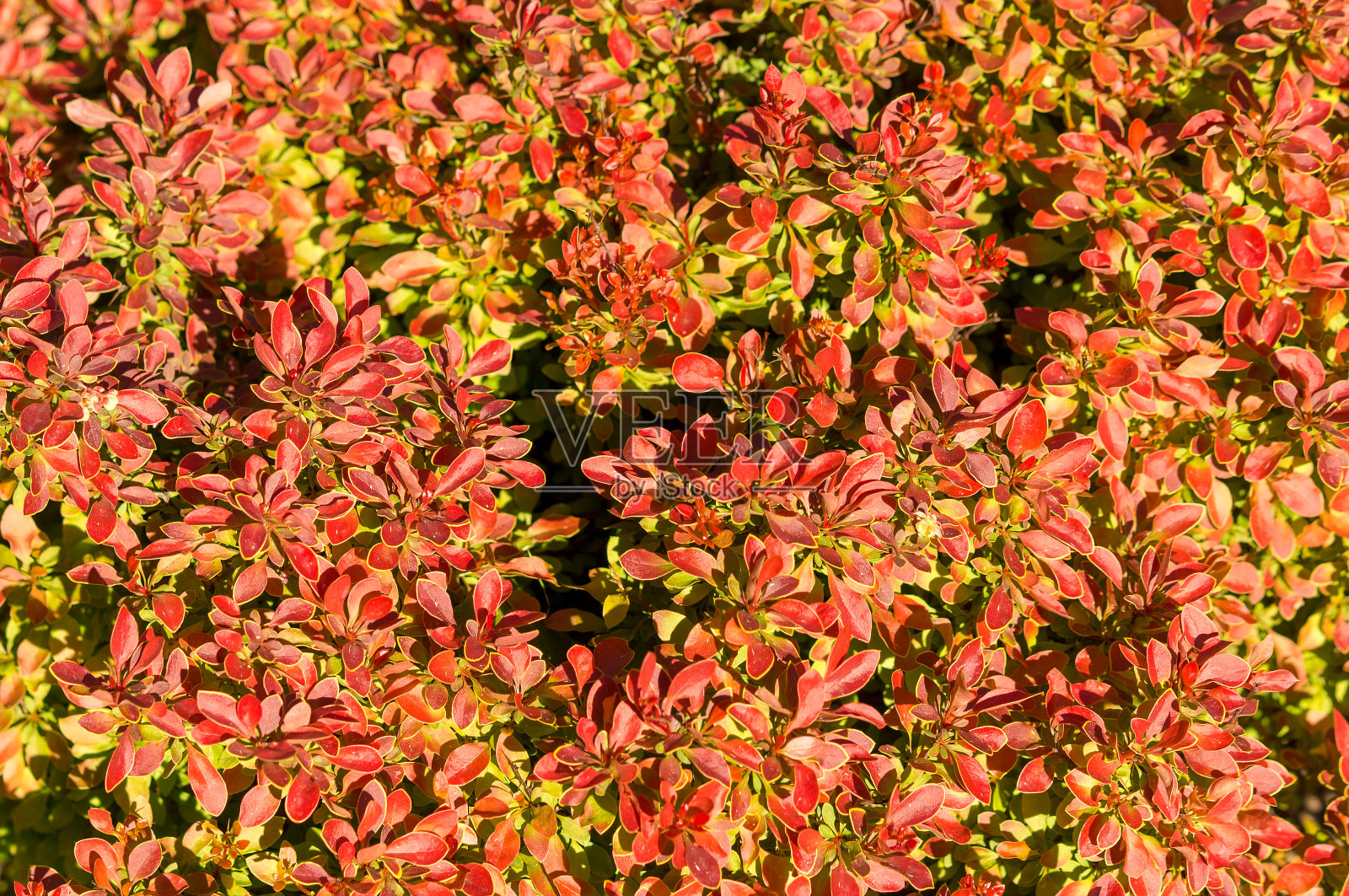 具有红色叶子的装饰小檗照片摄影图片