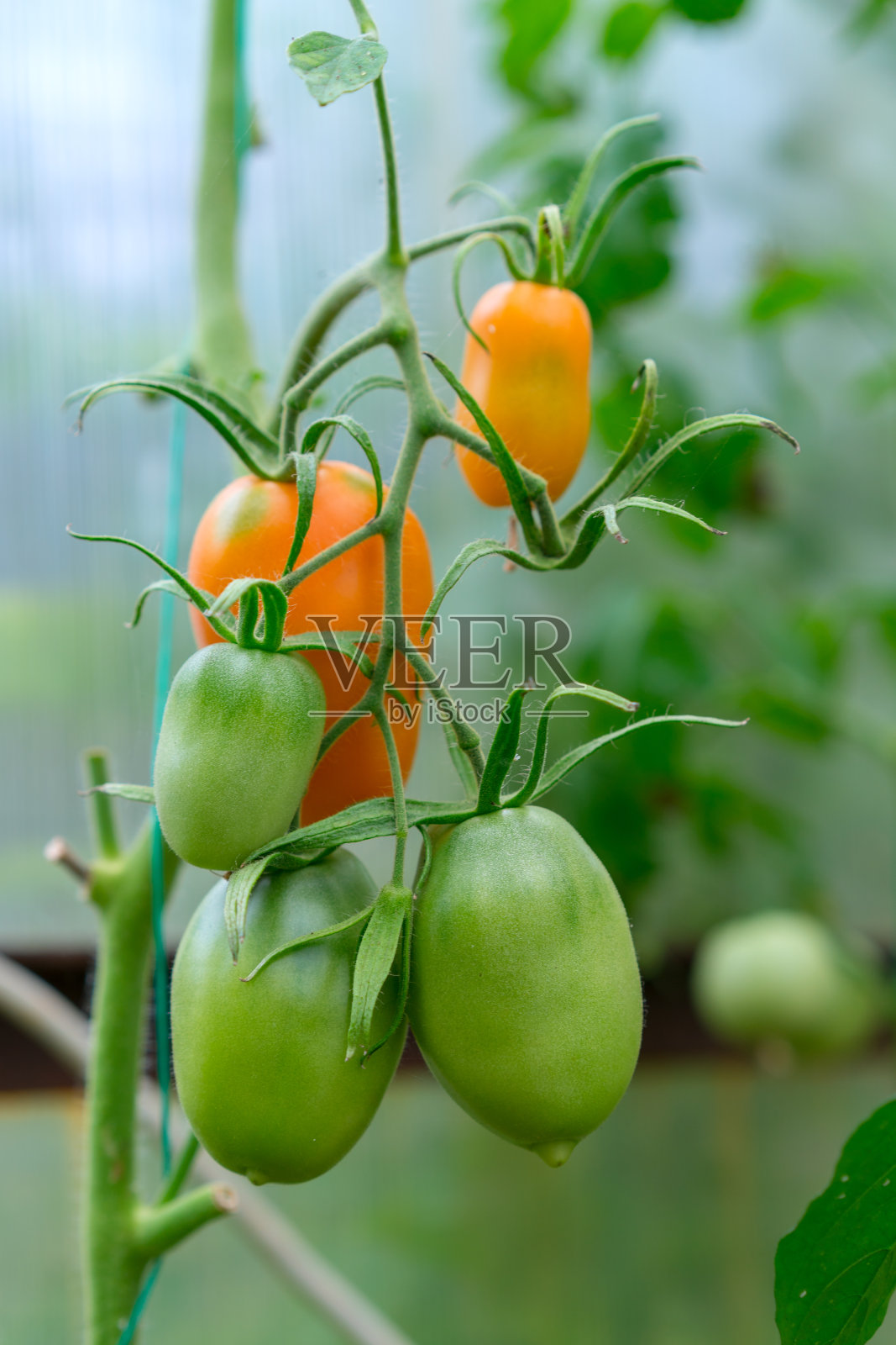 在家庭温室里种植黄色和绿色的西红柿。国产有机西红柿照片摄影图片