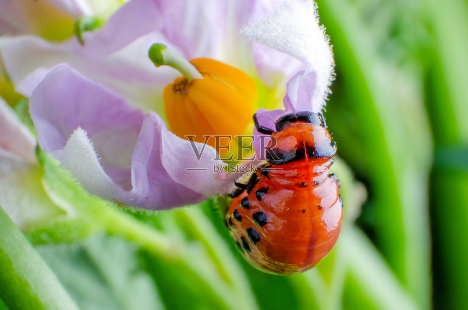 科罗拉多马铃薯甲虫的红色幼虫吃马铃薯叶子照片摄影图片