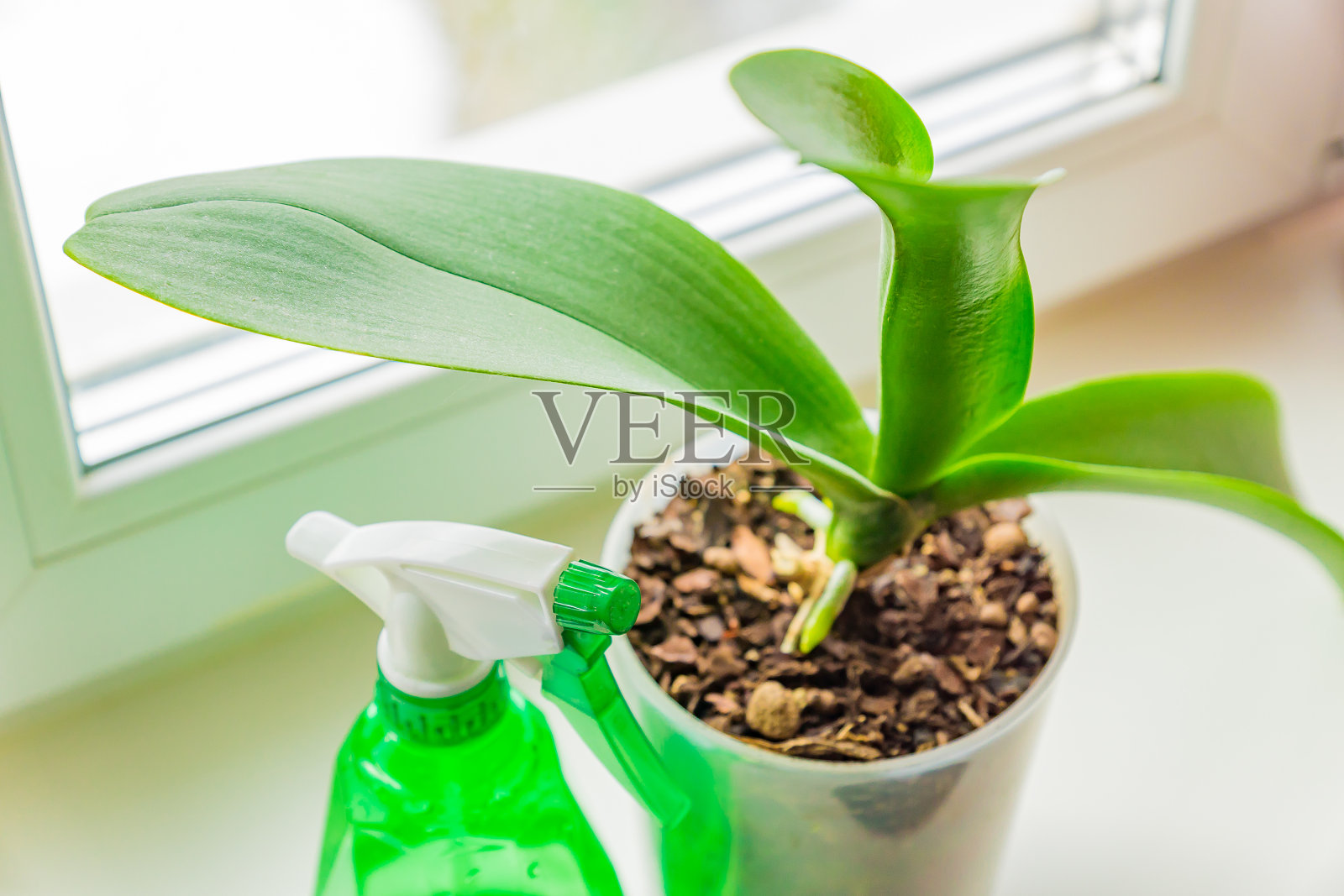 塑料花盆中的青苔兰和窗台上的喷雾器。室内植物护理概念照片摄影图片