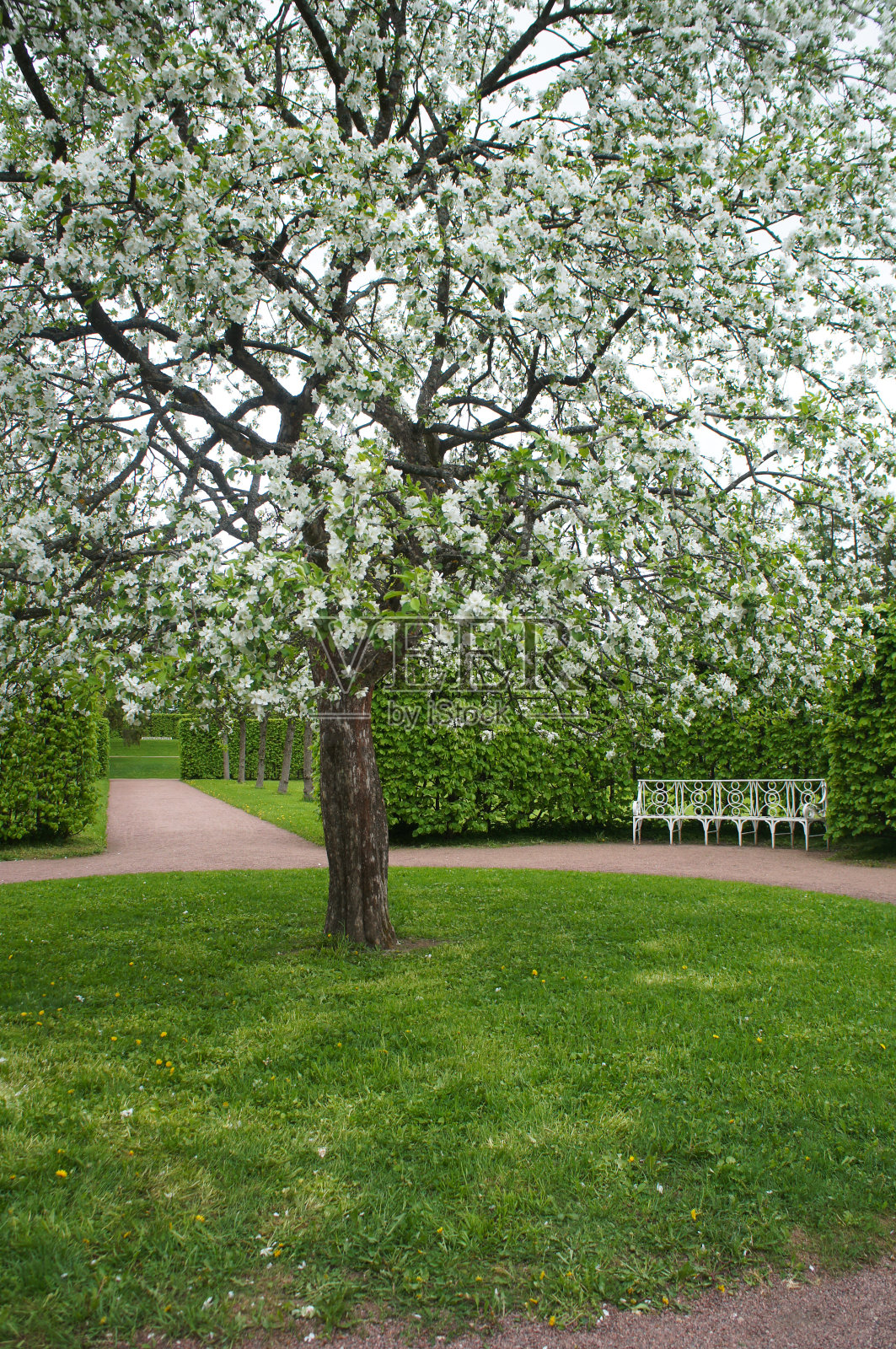 开花的白苹果树在园林景观垂直照片摄影图片