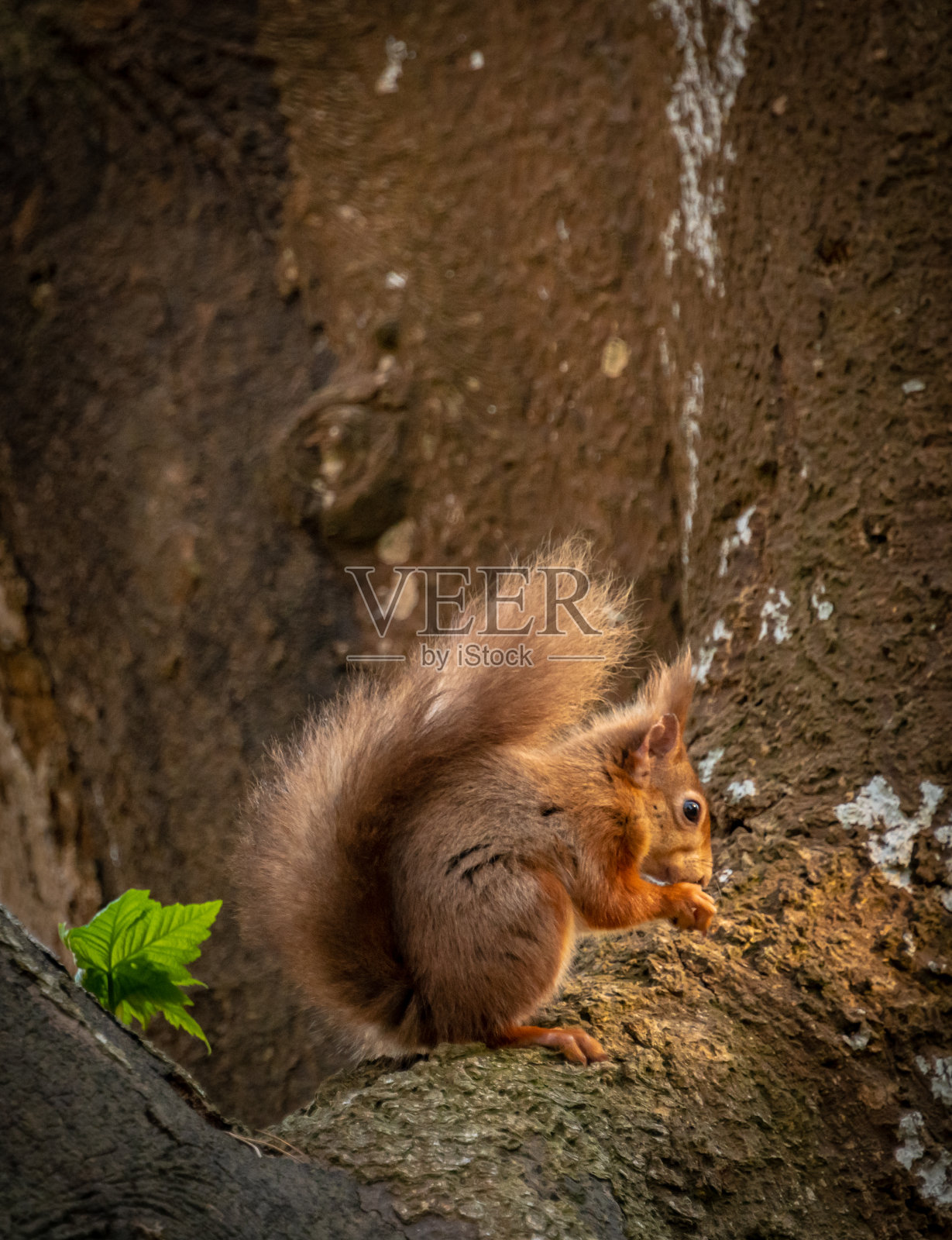 多塞特棕西岛的红松鼠在树上照片摄影图片