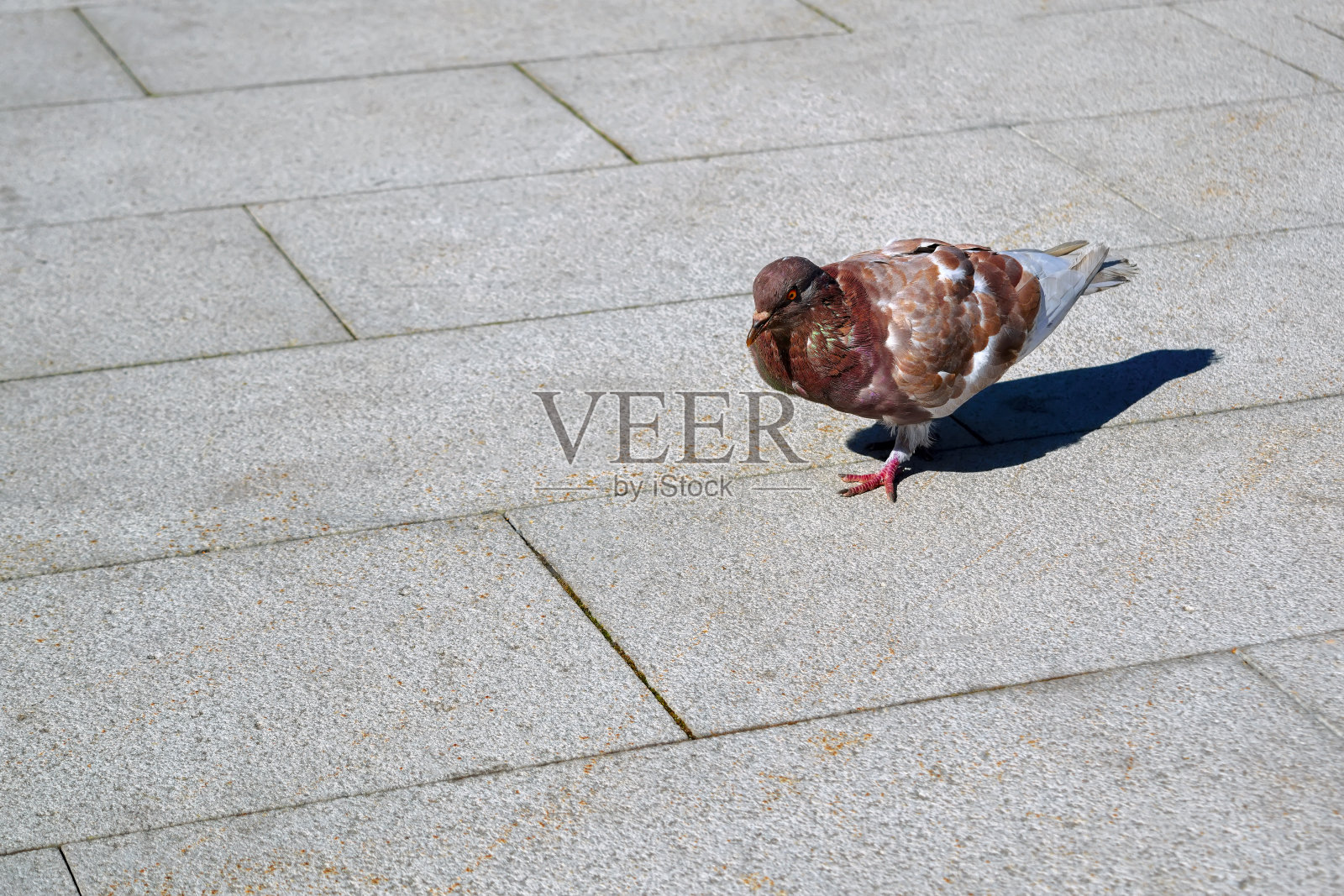 孤独的鸽子走在城市的人行道上照片摄影图片