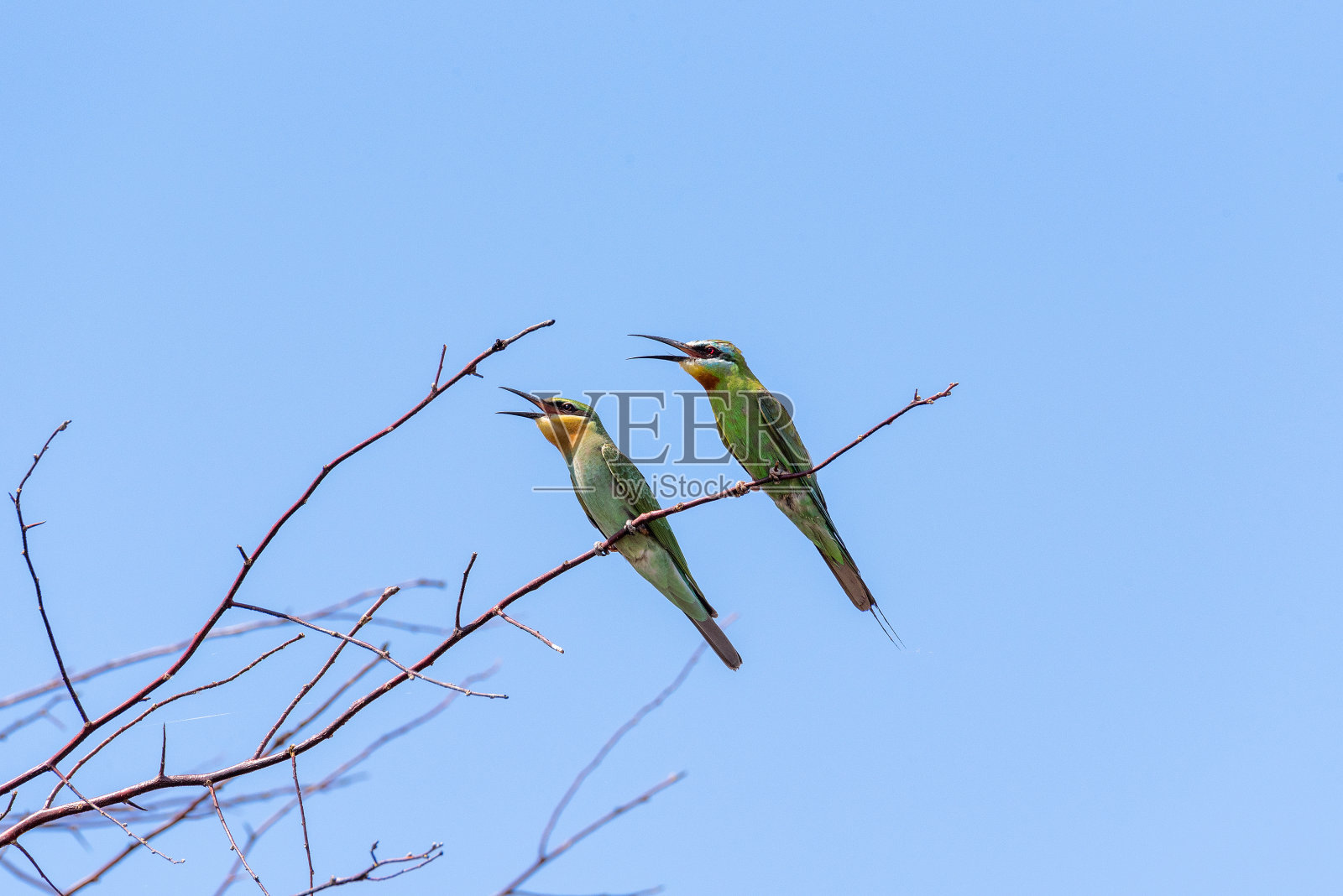 两只蓝颊食蜂鸟(Merops pericus)。一只鸟坐在树枝上，背景是蓝色的天空照片摄影图片