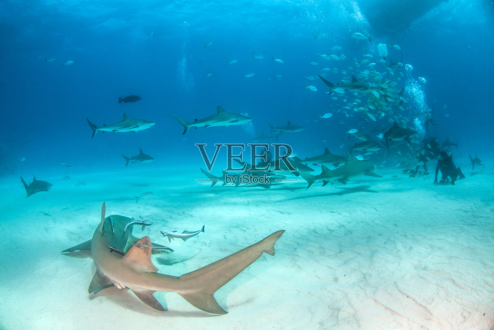 巴哈马群岛的柠檬鲨照片摄影图片