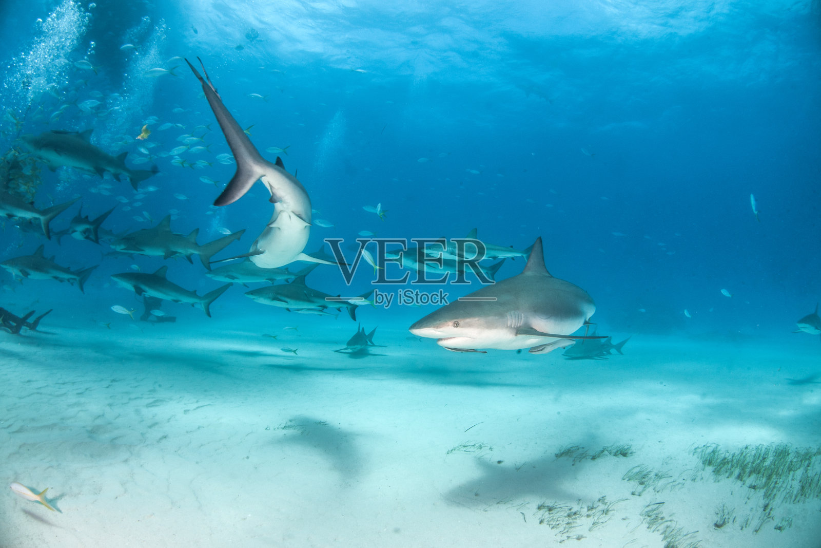巴哈马群岛的加勒比礁鲨照片摄影图片