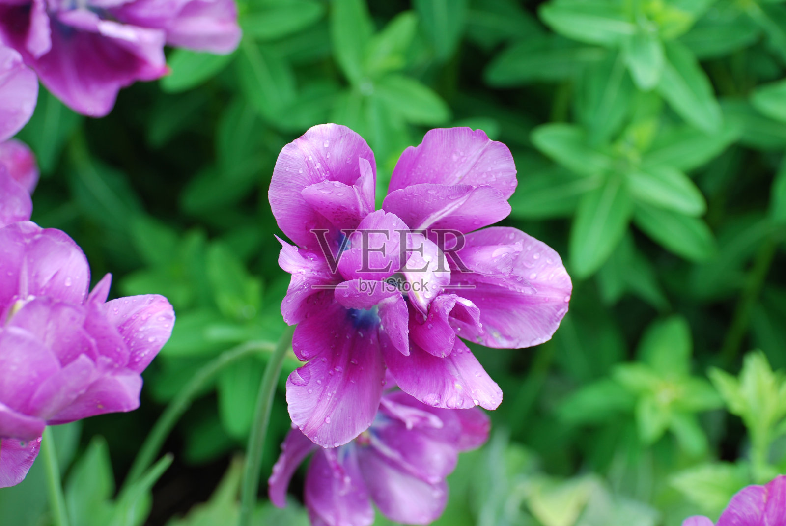 美丽的紫色郁金香花照片摄影图片