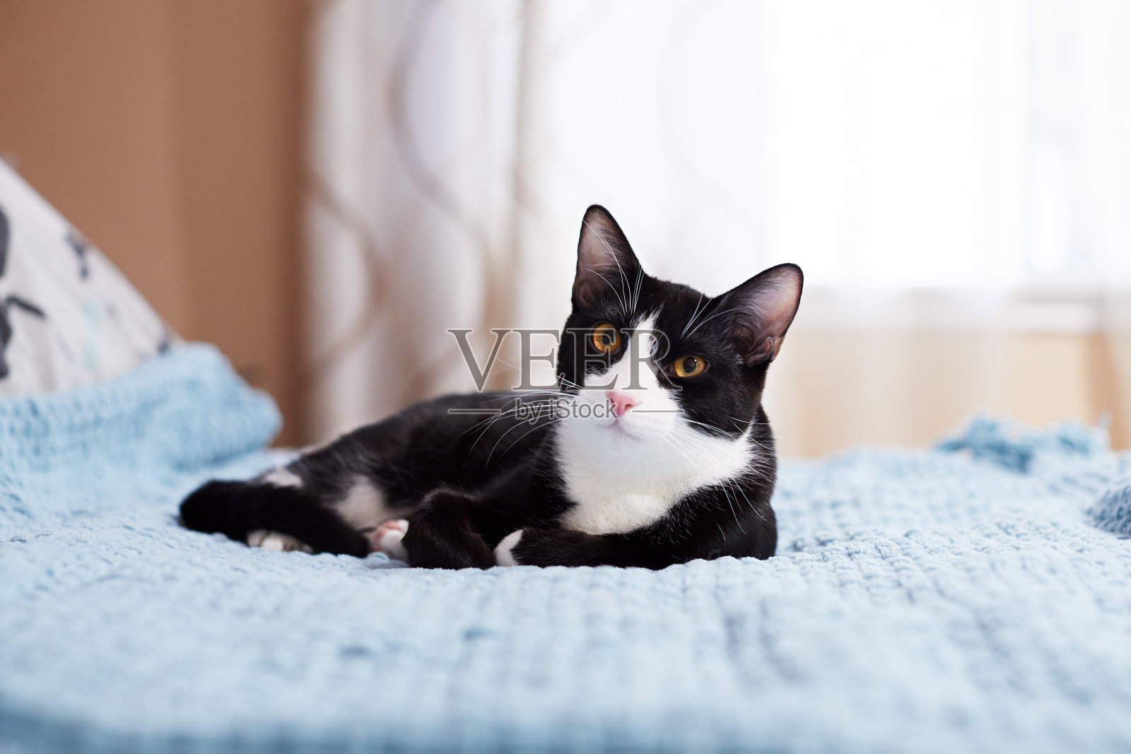 放松的黑白燕尾服猫在床上照片摄影图片