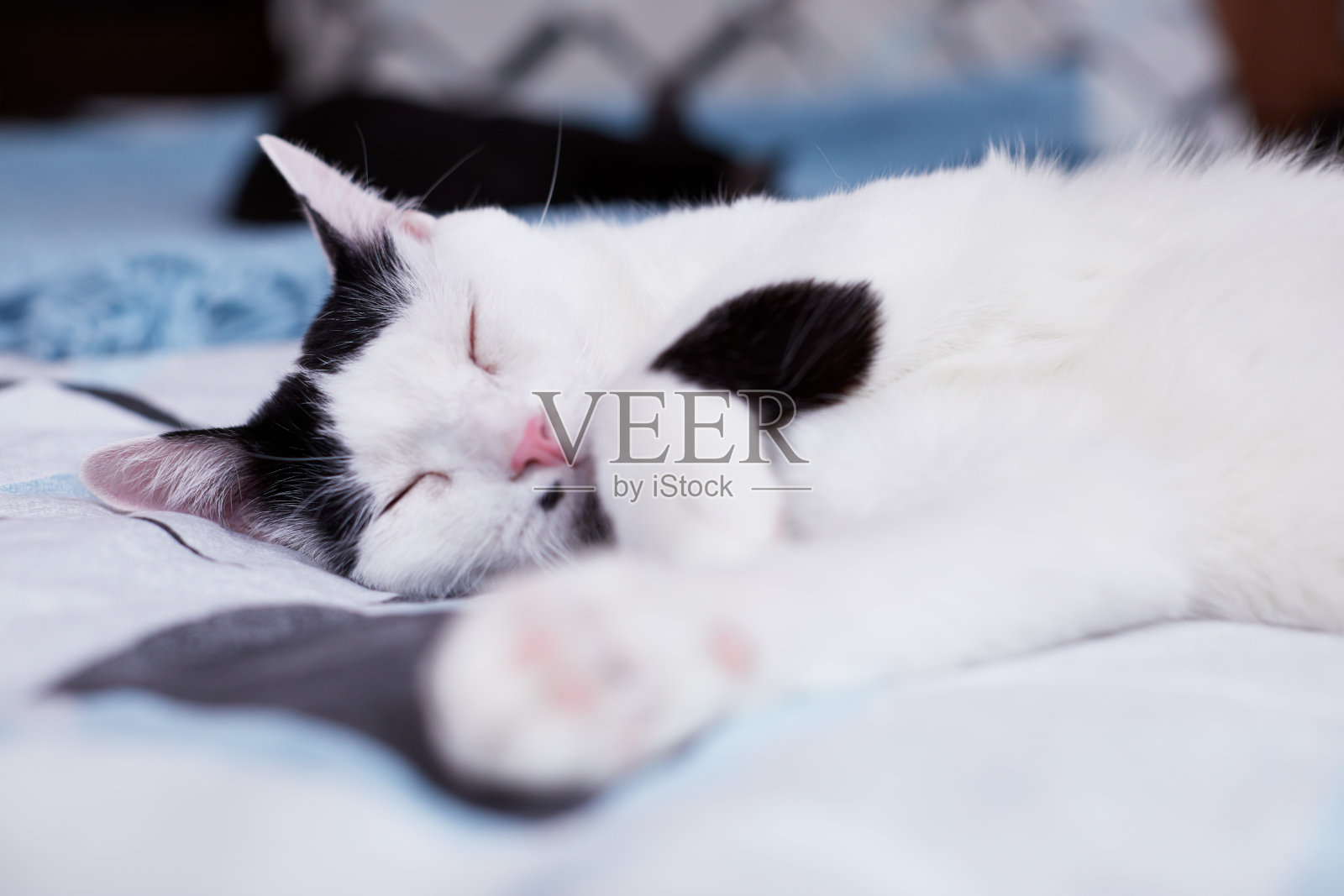 一只白色的家猫正在家里的床上睡觉照片摄影图片