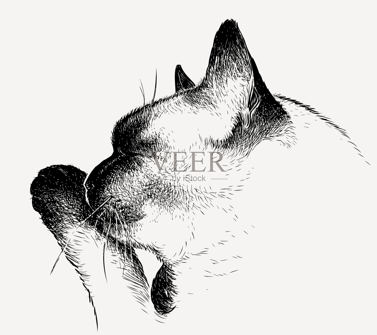 一只熟睡的泰国猫的素描插画图片素材