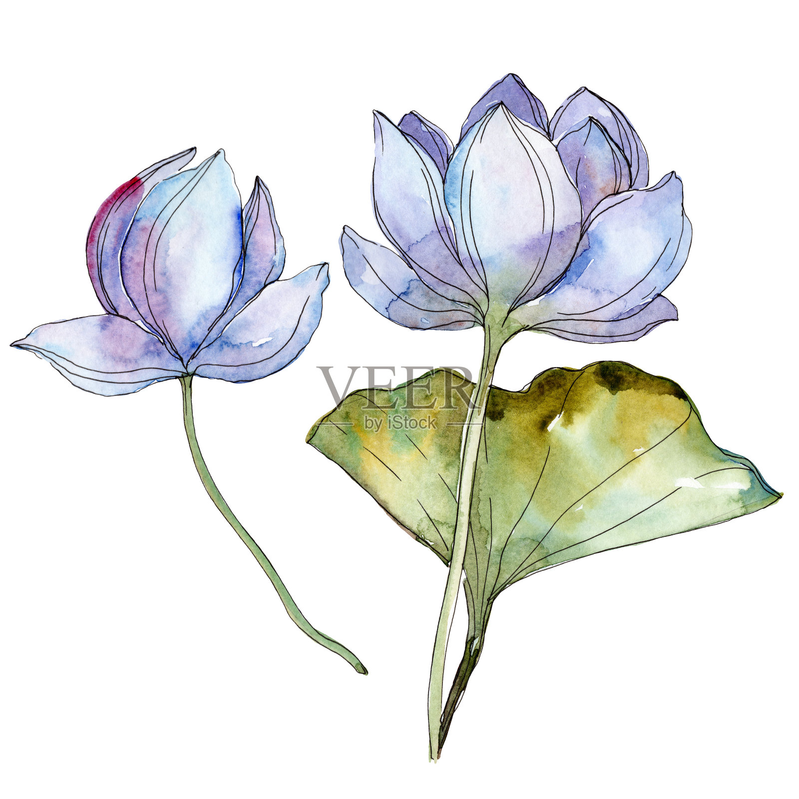 蓝色紫色的植物花。水彩背景插图集。孤立的荷花插图元素。设计元素图片