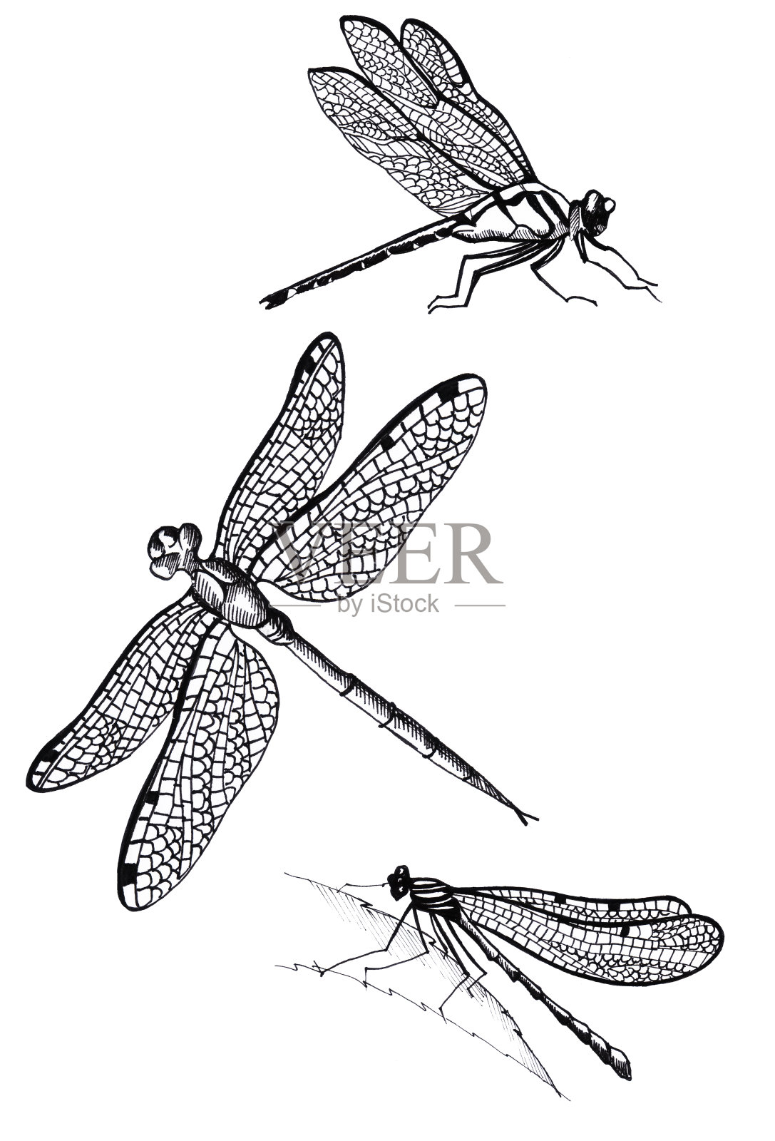 蜻蜓插画图片素材