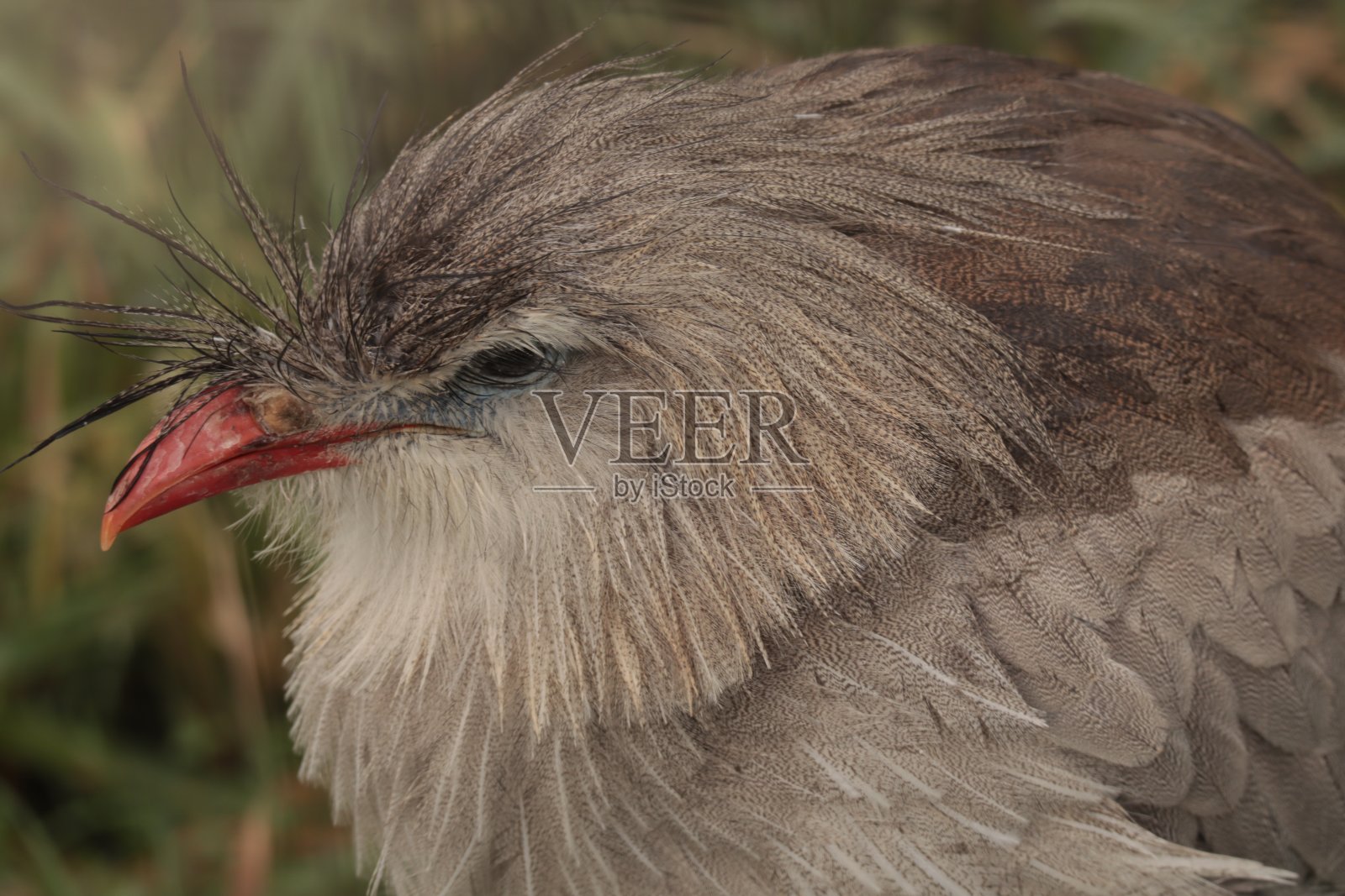 有冠羽的冠羽鸟，红腿冠羽鸟(冠羽冠羽鸟)，靠近头部照片摄影图片